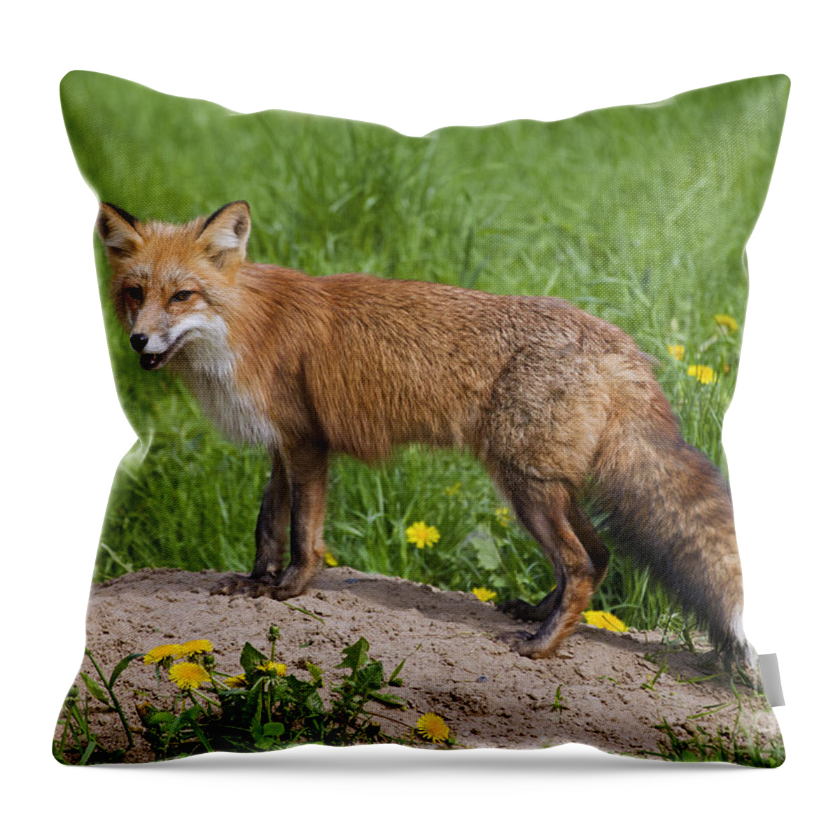 Red Fox Throw Pillow featuring the photograph 131018p145 by Arterra Picture Library
