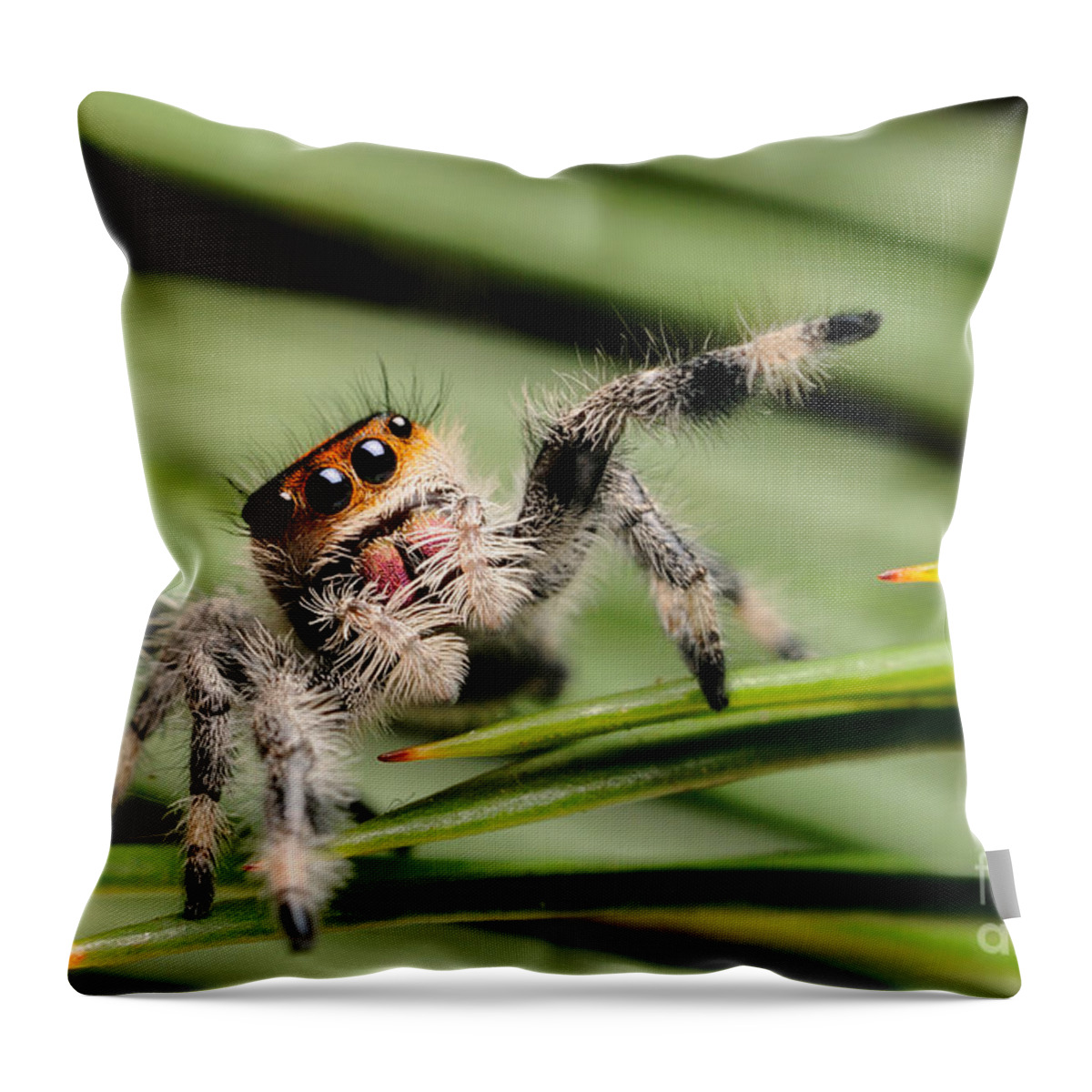 Animal Throw Pillow featuring the photograph Regal Jumping Spider #14 by Scott Linstead