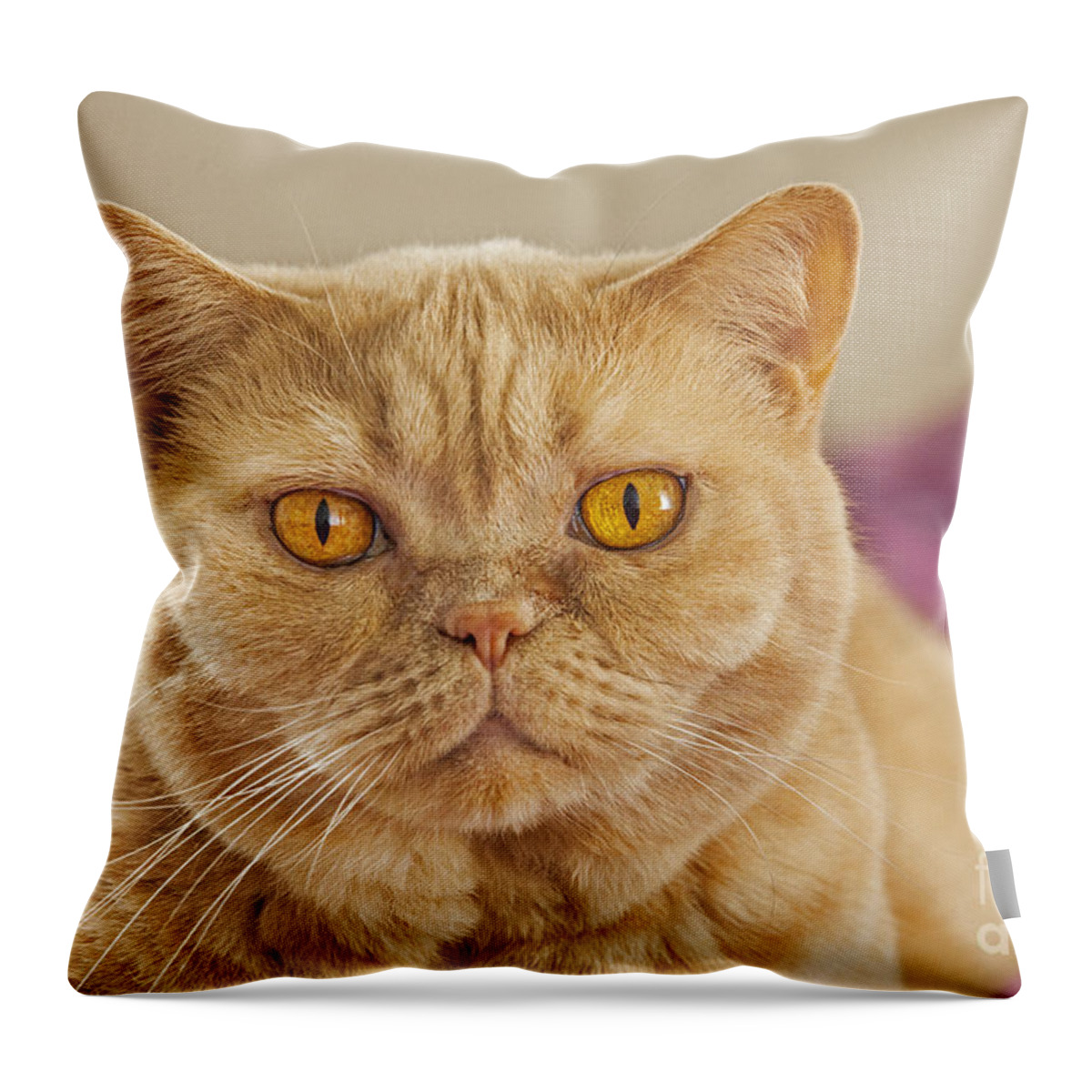 British Shorthair Throw Pillow featuring the photograph 140420p087 by Arterra Picture Library