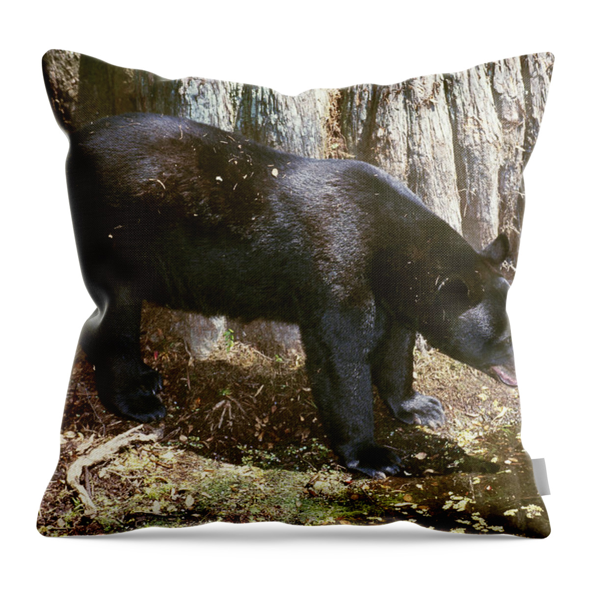 Florida Black Bear Throw Pillow featuring the photograph Florida Black Bear #15 by Millard H. Sharp