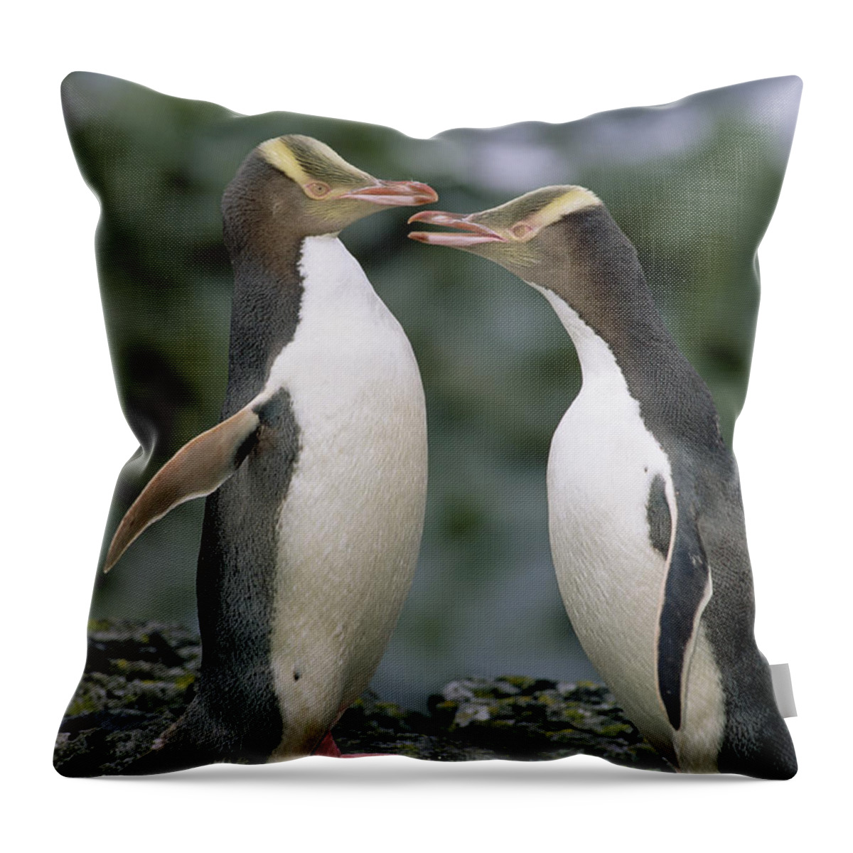 00193991 Throw Pillow featuring the photograph Yellow-eyed Penguins by Tui De Roy
