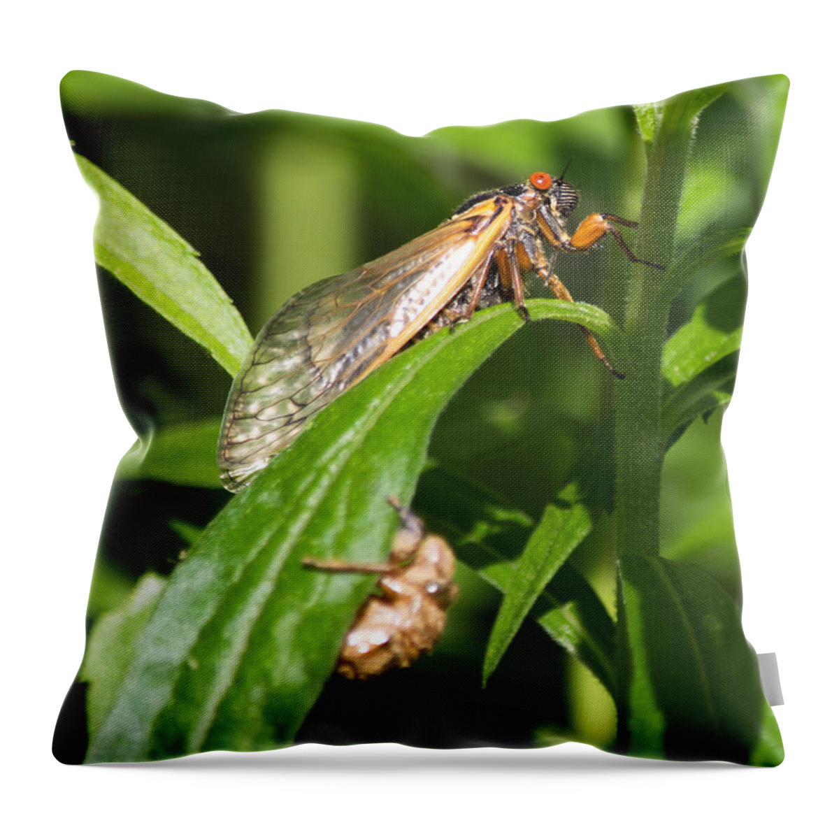 Periodical Cicada Throw Pillow featuring the photograph 17 Year Itch by Rebecca Sherman