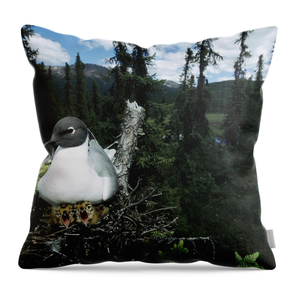 Bird Throw Pillow featuring the photograph Bonapartes Gull with Two Chicks by Michael Quinton