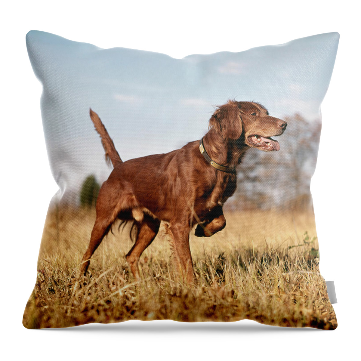 Photography Throw Pillow featuring the photograph 1960s Irish Setter Hunting Dog On Point by Vintage Images