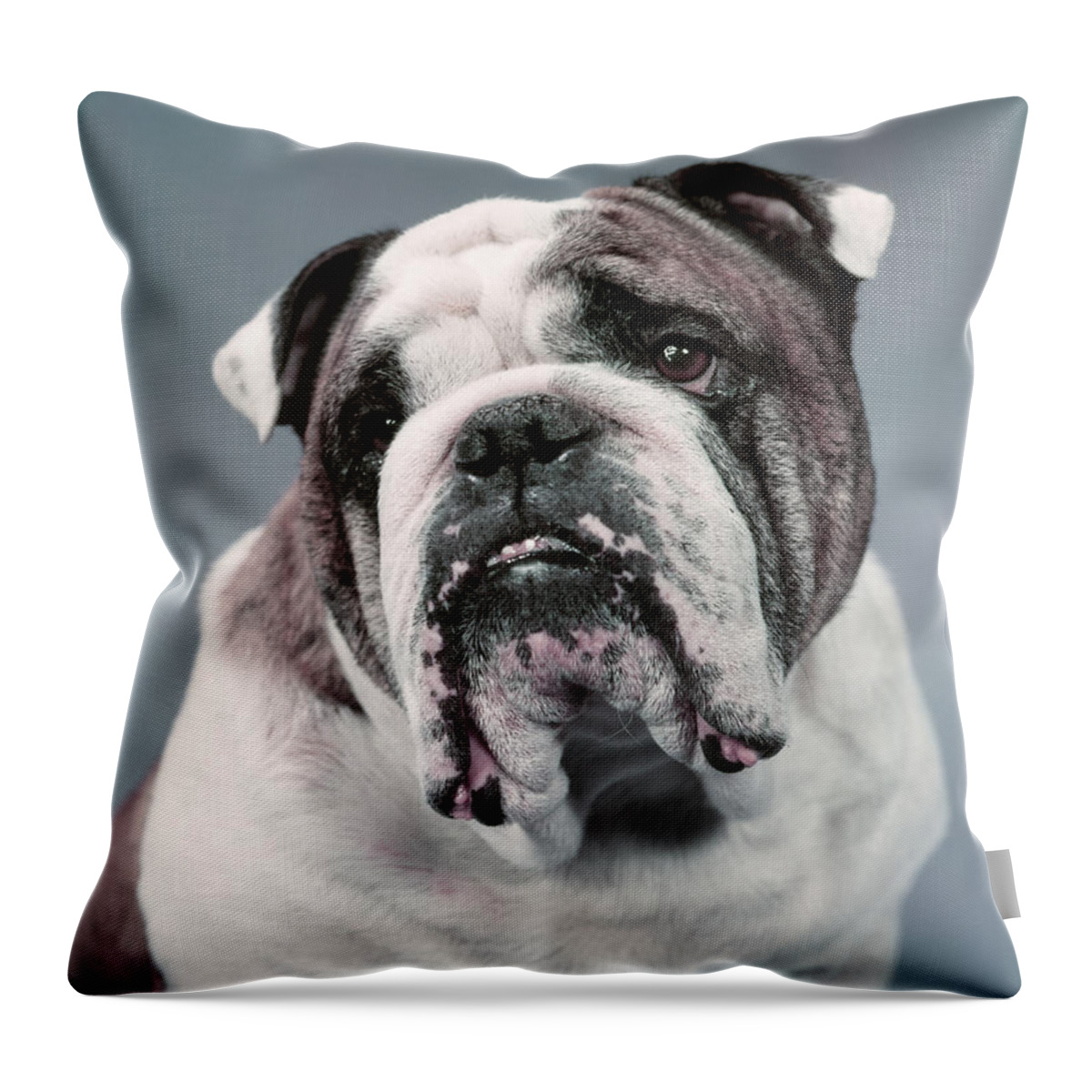 Photography Throw Pillow featuring the photograph 1960s Sad Looking Brown And White by Animal Images