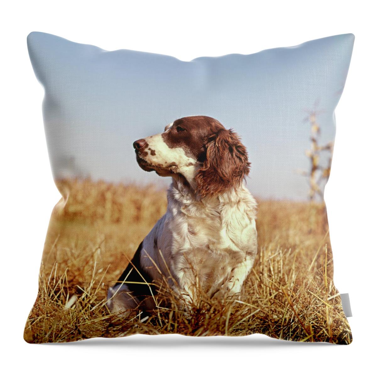 Photography Throw Pillow featuring the photograph 1970s Hunting Dog In Autumn Field by Vintage Images