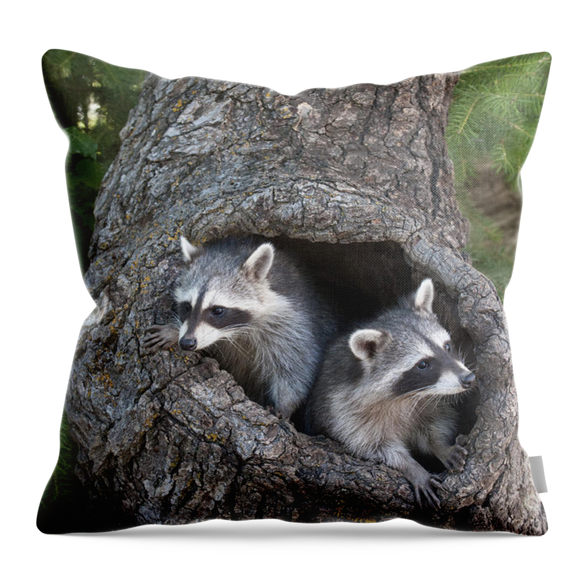 Raccoons Throw Pillow featuring the photograph Awaiting Mom #2 by Sandra Bronstein