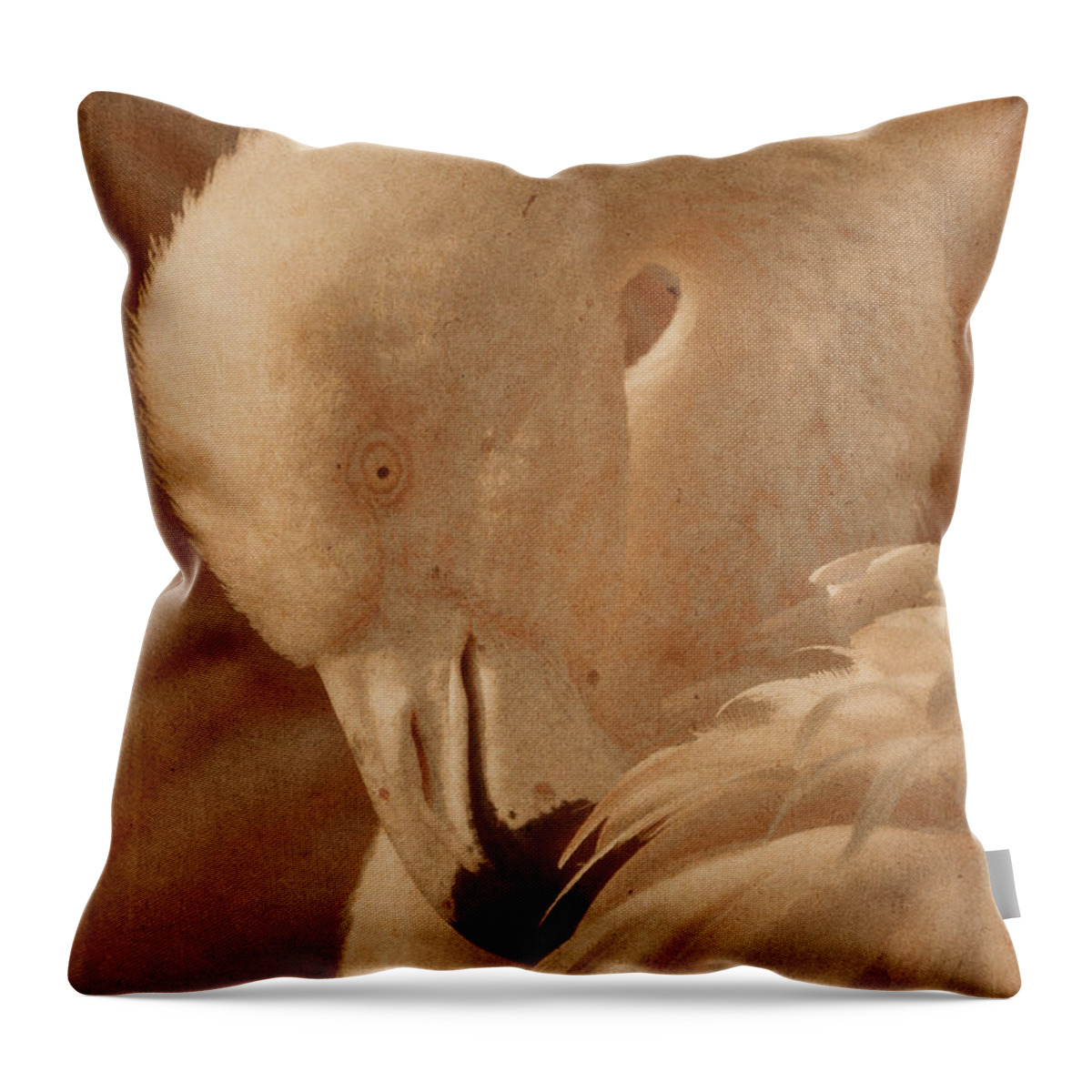 American Flamingo Throw Pillow featuring the photograph Basking in the Light #2 by Theo O'Connor