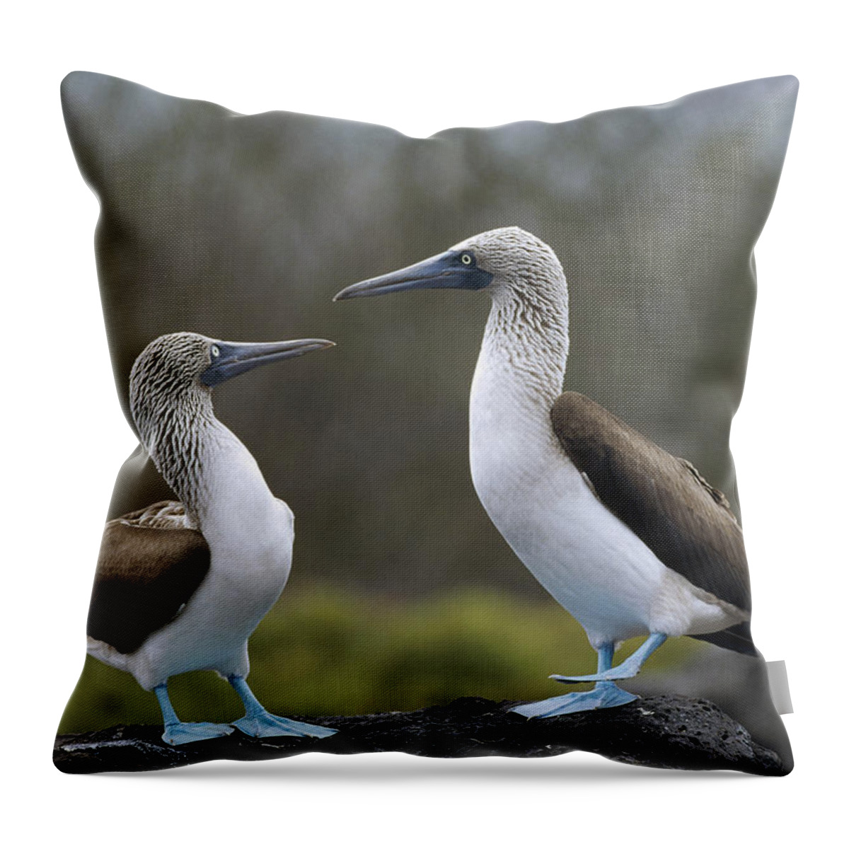 Feb0514 Throw Pillow featuring the photograph Blue-footed Boobies Courting Galapagos #2 by Tui De Roy