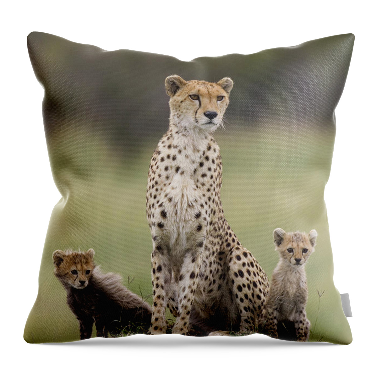 Mp Throw Pillow featuring the photograph Cheetah Mother And Cubs Maasai Mara #2 by Suzi Eszterhas