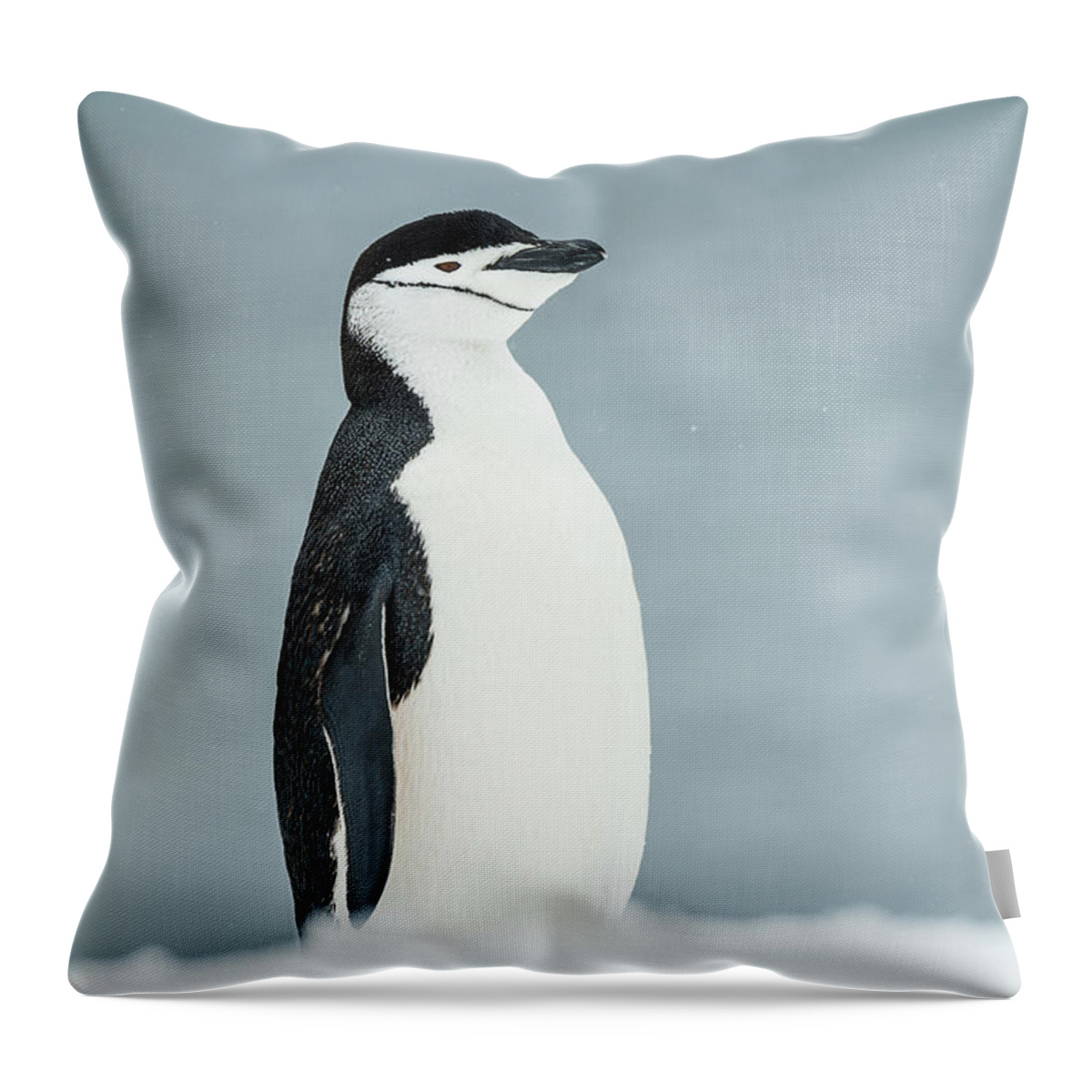 Ice Throw Pillow featuring the photograph Chinstrap Penguin Pygoscelis #2 by Deb Garside