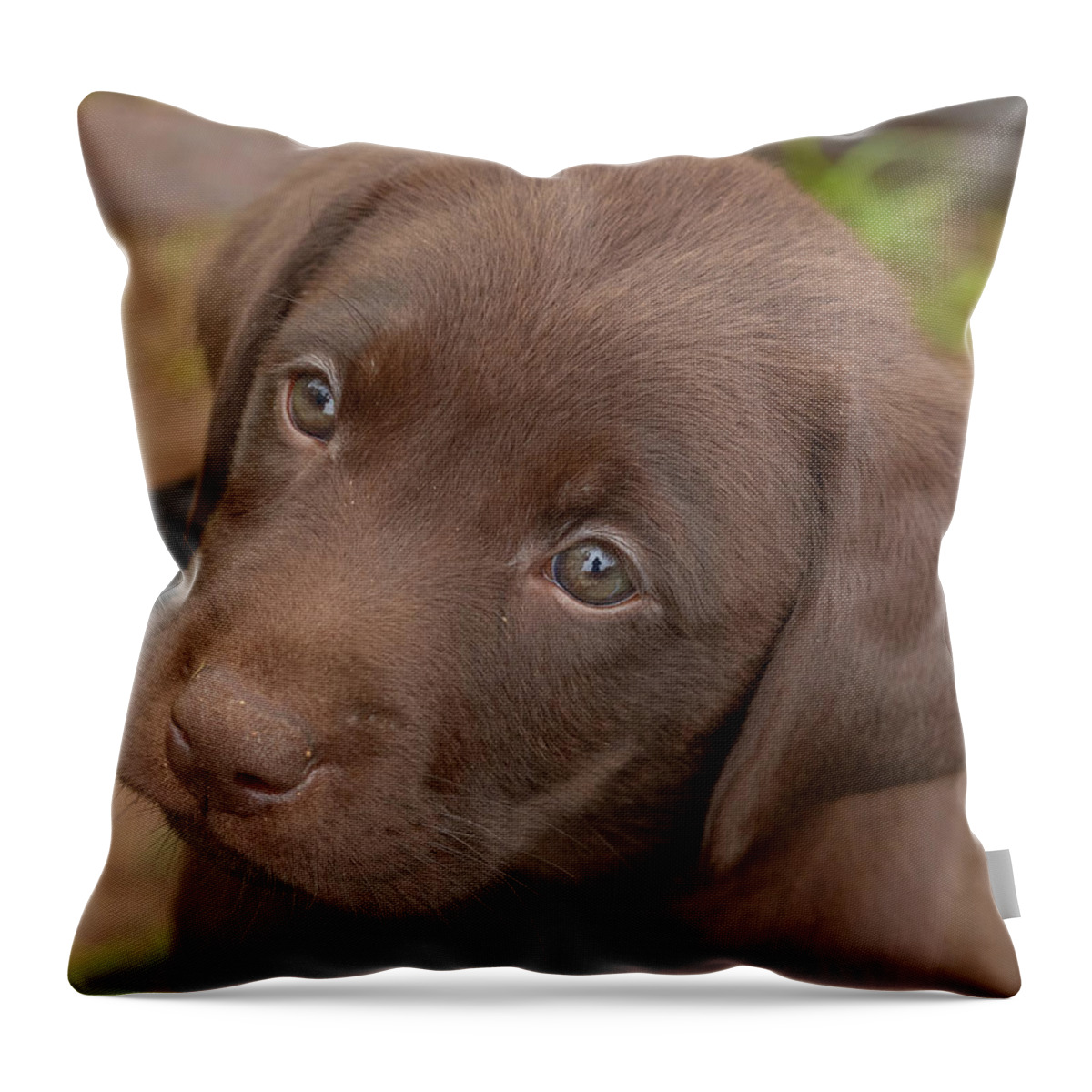 7 Weeks Old Throw Pillow featuring the photograph Chocolate Labrador Retriever Puppy #2 by Linda Arndt