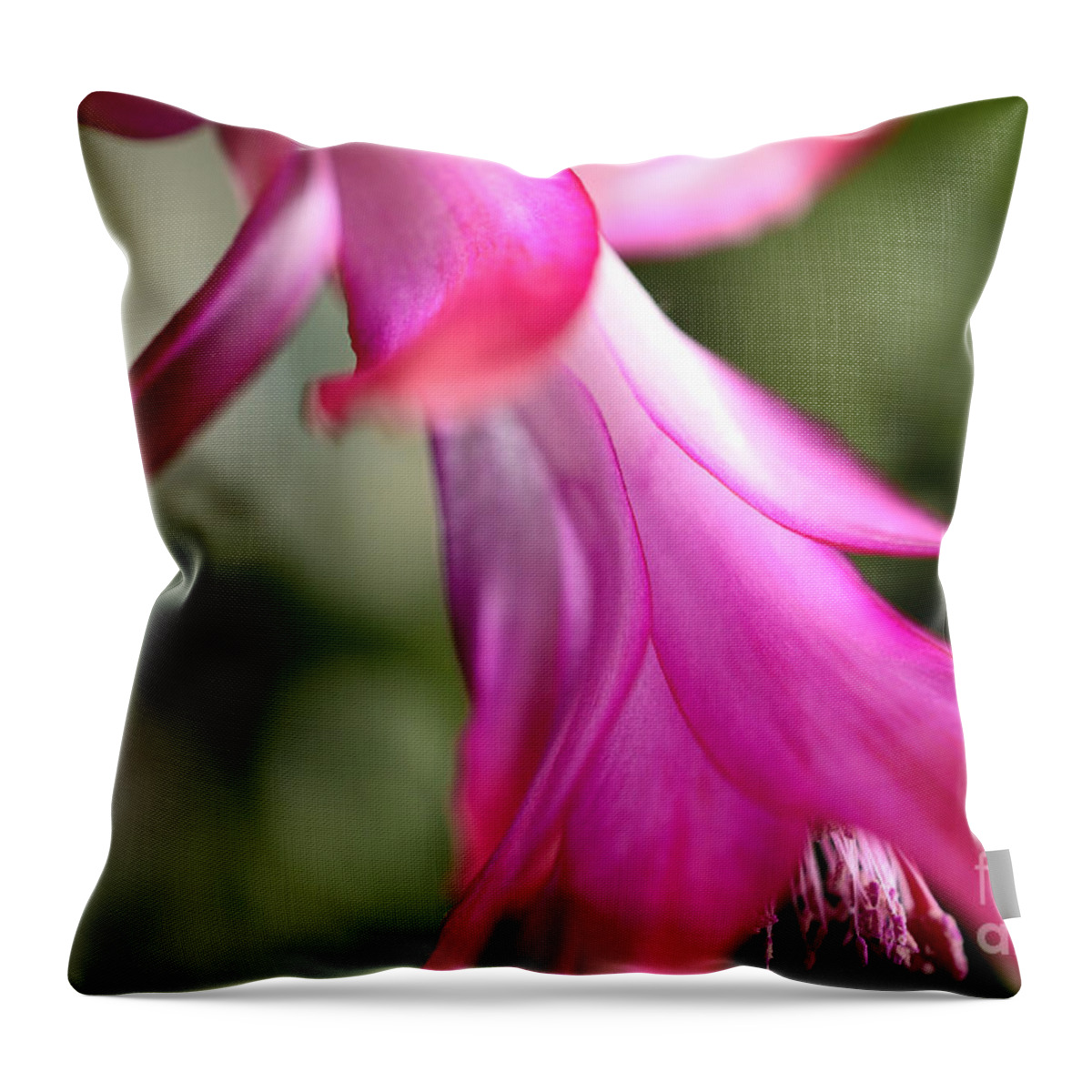 Christmas Cactus Throw Pillow featuring the photograph Christmas Cactus in Bloom #2 by Thomas R Fletcher