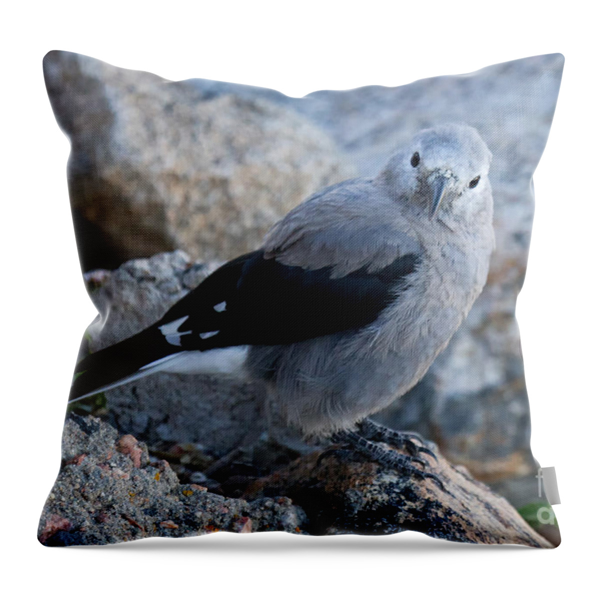 Birds Throw Pillow featuring the photograph Clarks Nutcracker at Rainbow Curve #2 by Fred Stearns