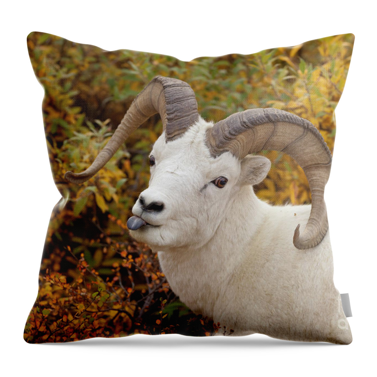 00440931 Throw Pillow featuring the photograph Dalls Sheep Ramin Denali by Yva Momatiuk John Eastcott