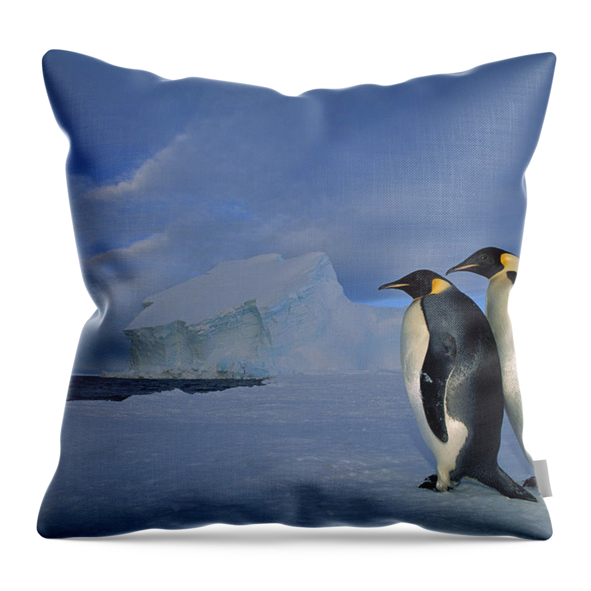 Feb0514 Throw Pillow featuring the photograph Emperor Penguins At Midnight Antarctica #2 by Tui De Roy