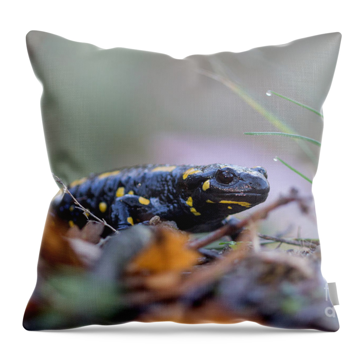 Animals Throw Pillow featuring the photograph Fire Salamander - Salamandra salamandra #2 by Jivko Nakev