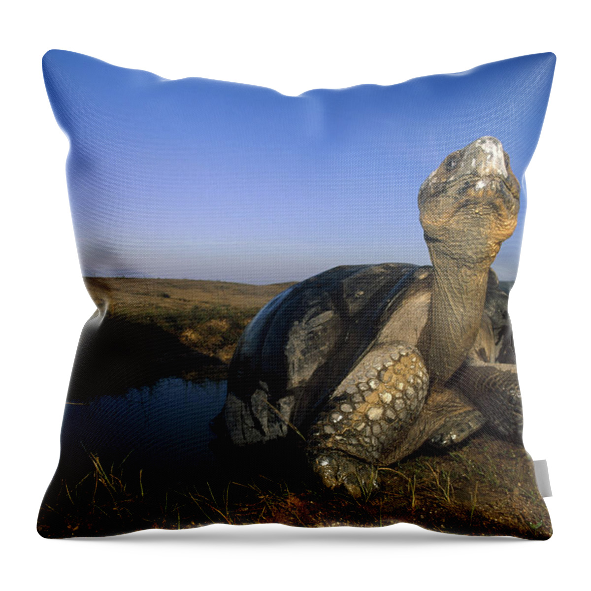 Feb0514 Throw Pillow featuring the photograph Galapagos Giant Tortoise Wallowing #2 by Tui De Roy