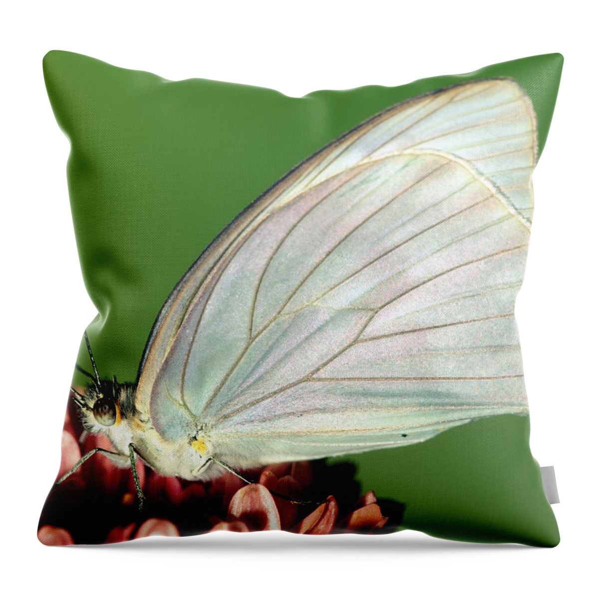 Fauna Throw Pillow featuring the photograph Great Southern White Butterfly #2 by Millard H. Sharp