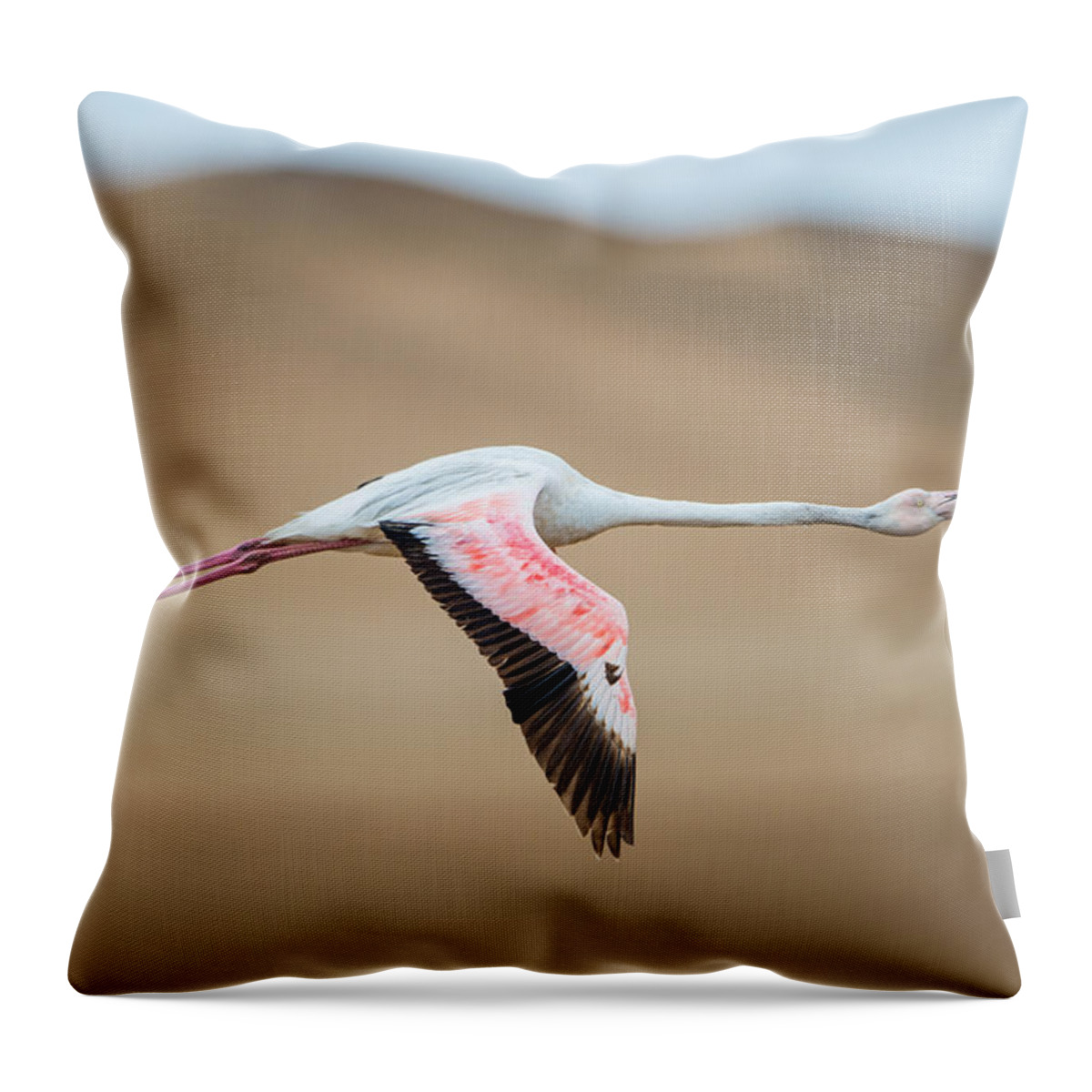 Photography Throw Pillow featuring the photograph Greater Flamingo Phoenicopterus Roseus #2 by Panoramic Images