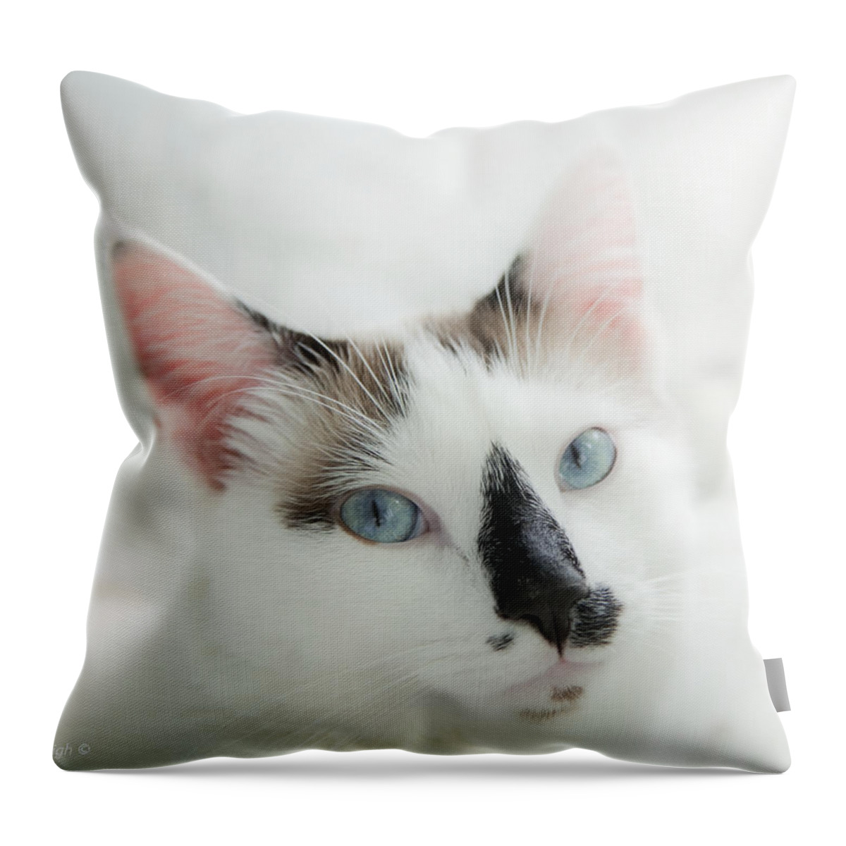 Domestic Cat Throw Pillow featuring the photograph Hamish by Theresa Tahara