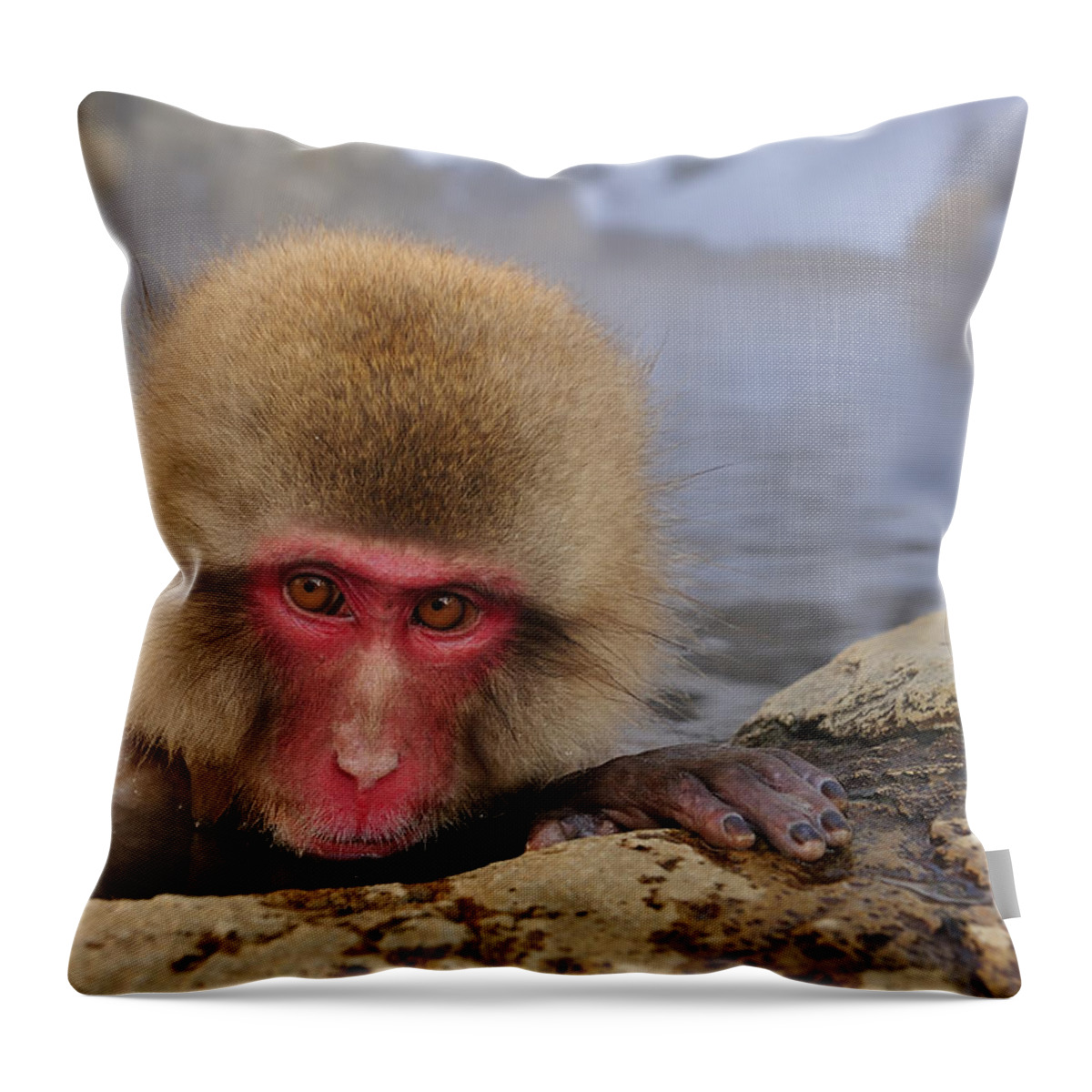 Thomas Marent Throw Pillow featuring the photograph Japanese Macaque In Hot Spring #2 by Thomas Marent