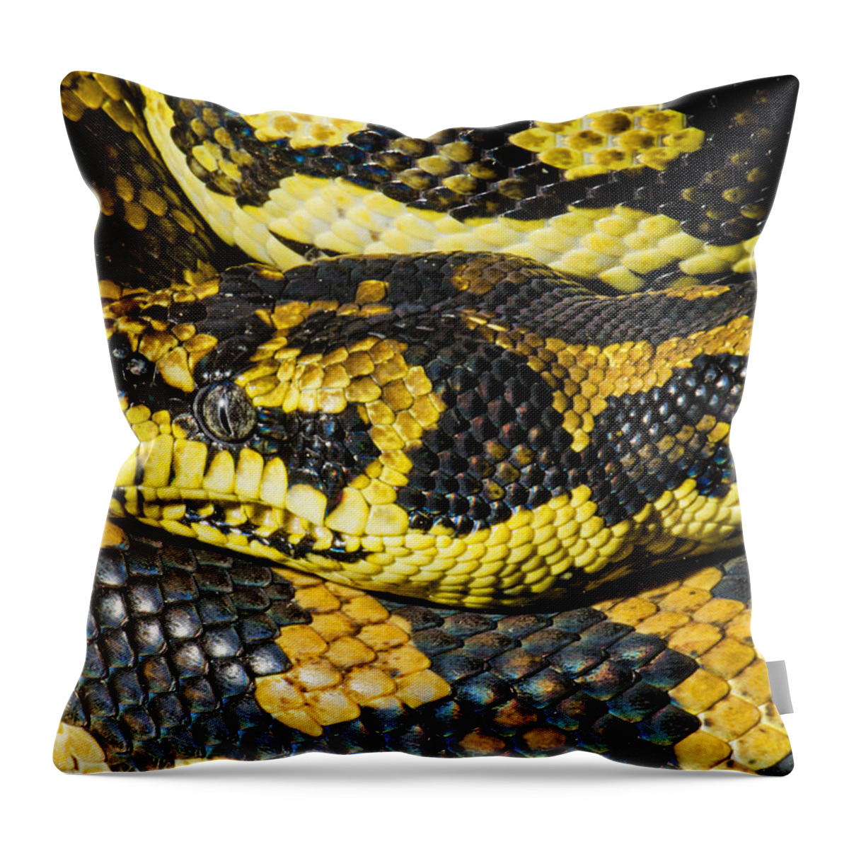 Nature Throw Pillow featuring the photograph Jungle Carpet Python #2 by Millard H. Sharp