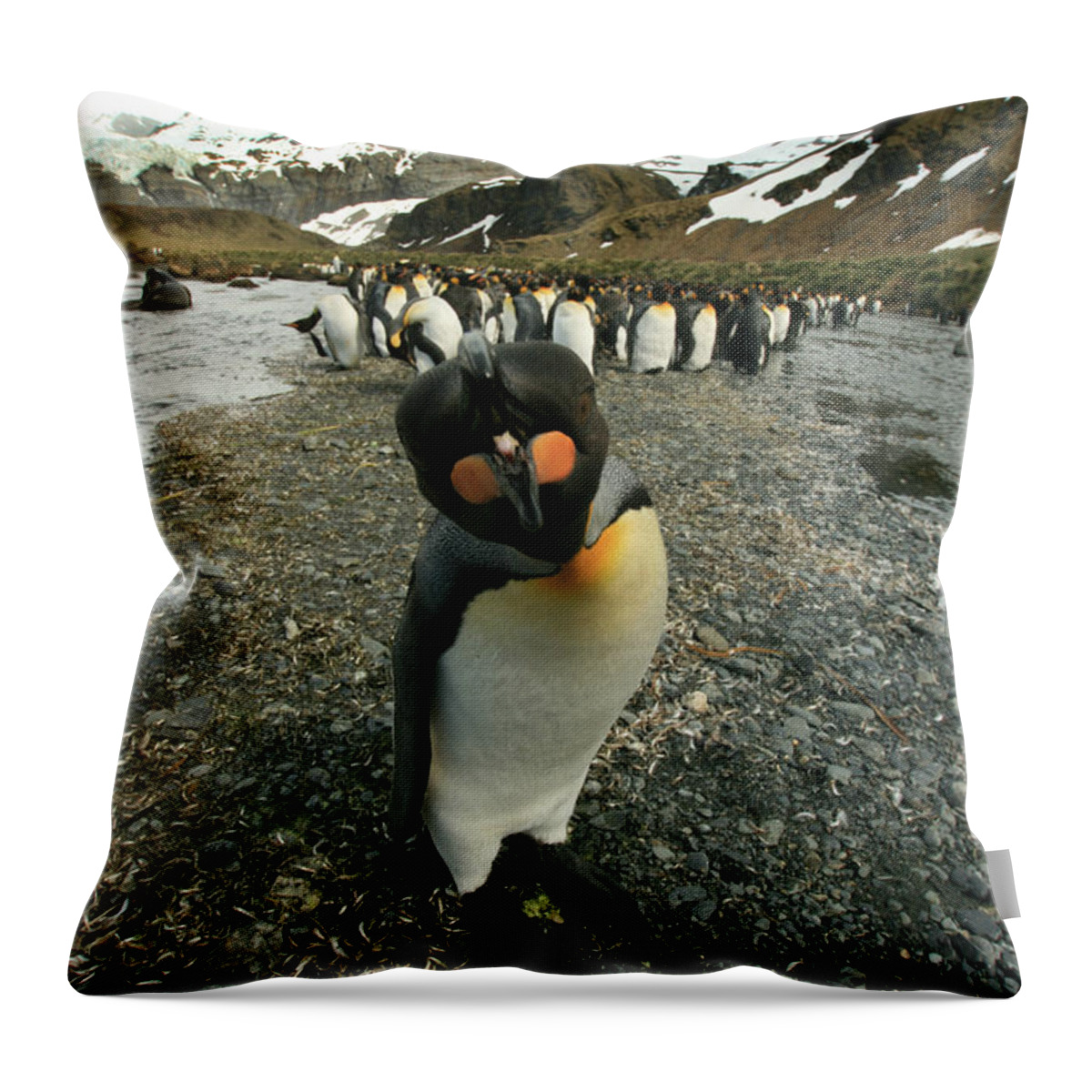 Juvenile King Penguin Throw Pillow featuring the photograph King Penguin #3 by Amanda Stadther