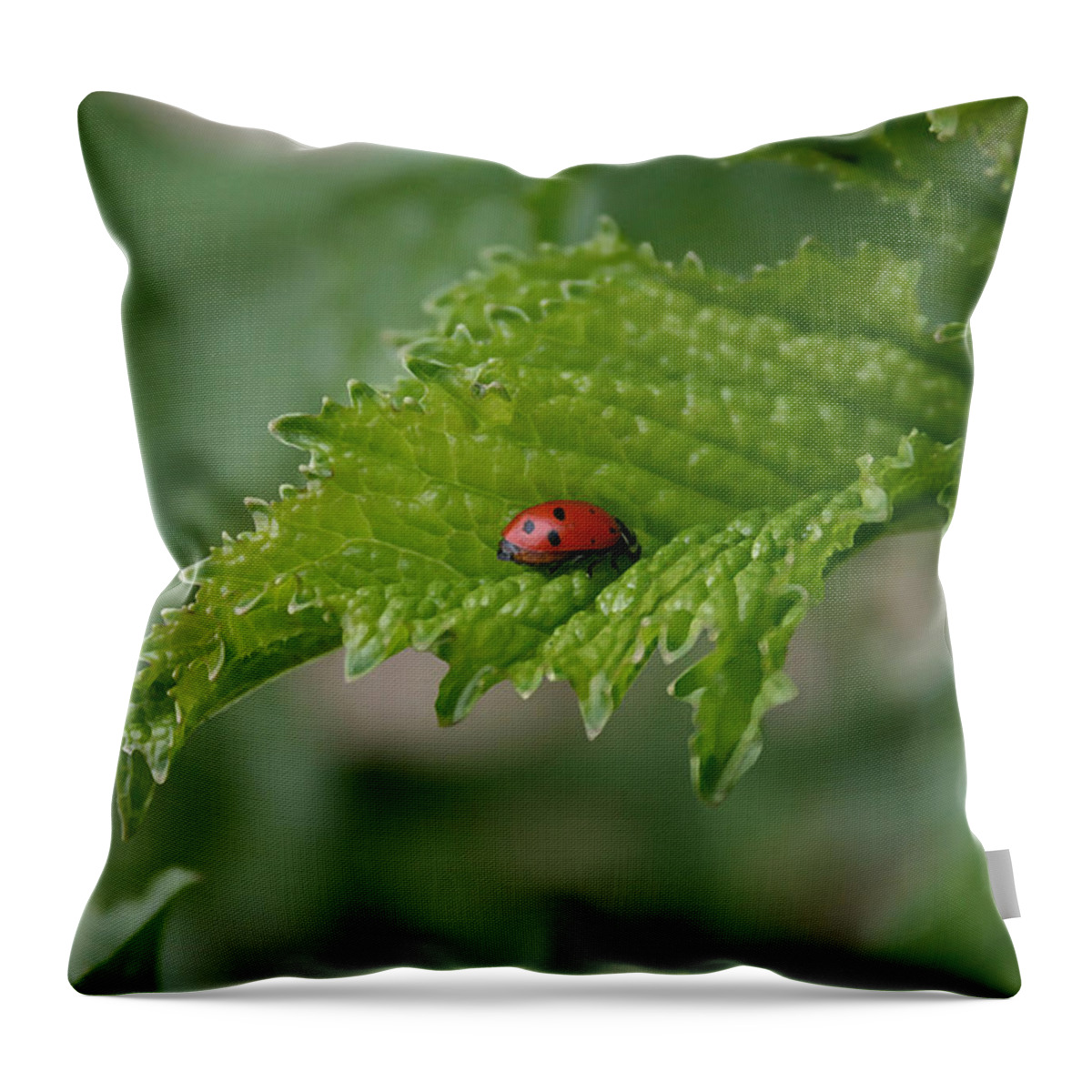 Ladybug Throw Pillow featuring the painting Ladybug by Ellen Henneke