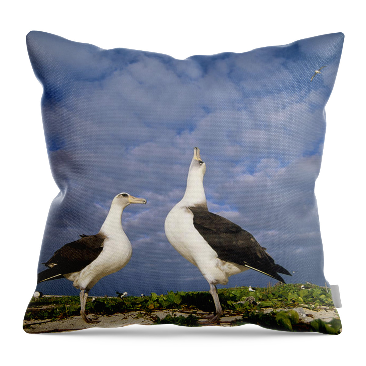 Feb0514 Throw Pillow featuring the photograph Laysan Albatross Courtship Dance Hawaii #2 by Tui De Roy