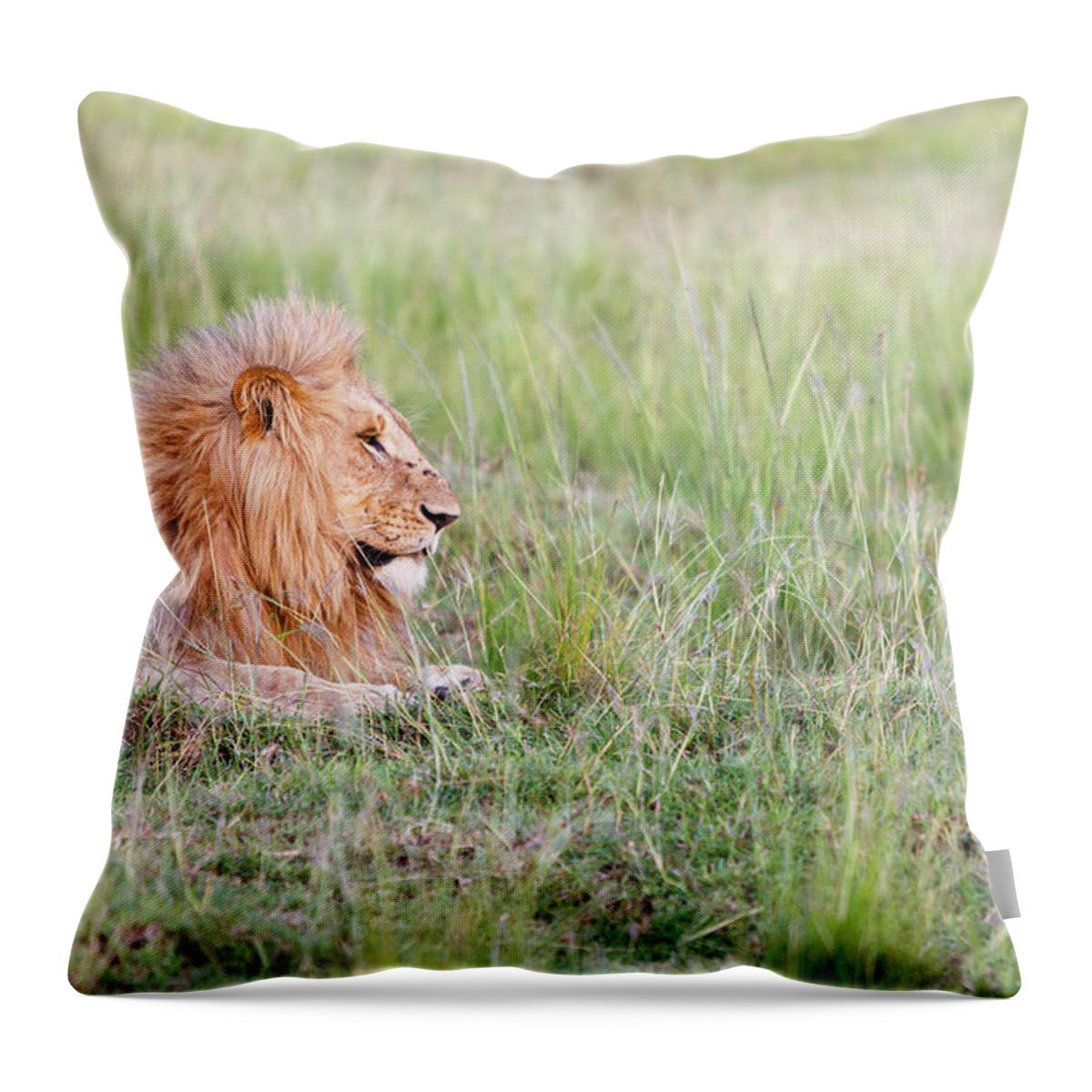 Kenya Throw Pillow featuring the photograph Masai Mara Reserve, Kenya #2 by Gavin Gough