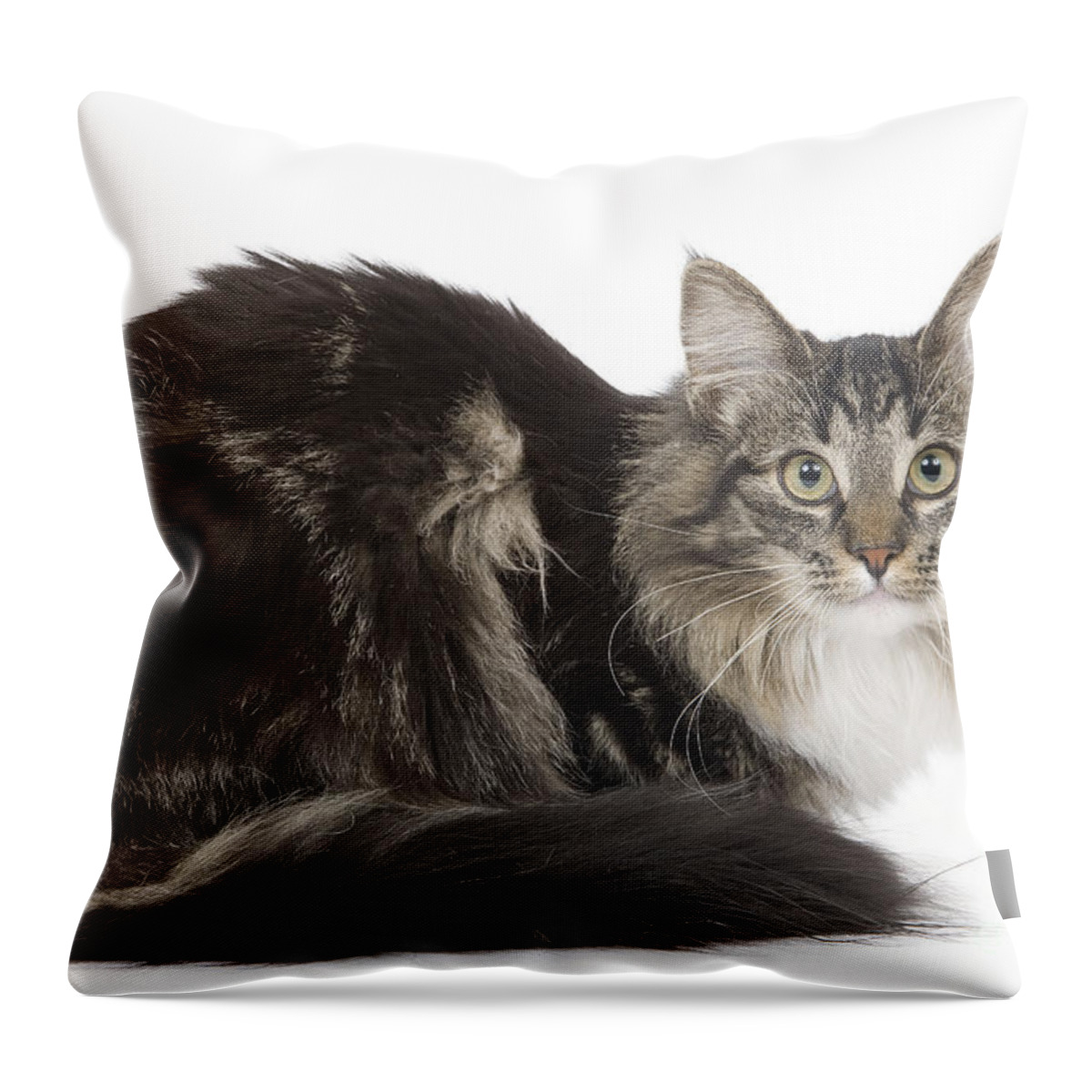 Cat Throw Pillow featuring the photograph Norwegian Forest Cat #2 by Jean-Michel Labat