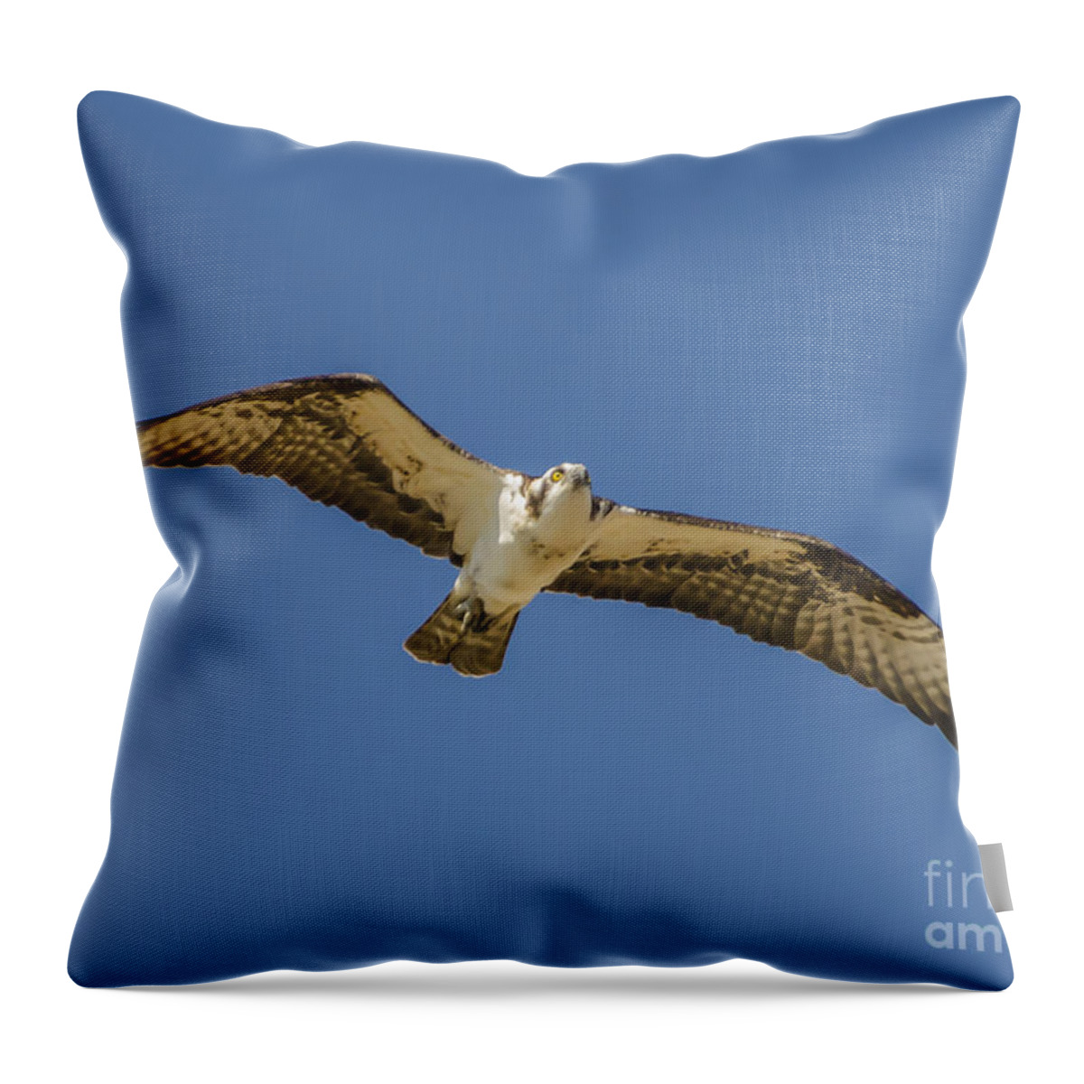 Osprey In Flight Throw Pillow featuring the photograph Osprey in Flight Spreading his Wings by Dale Powell