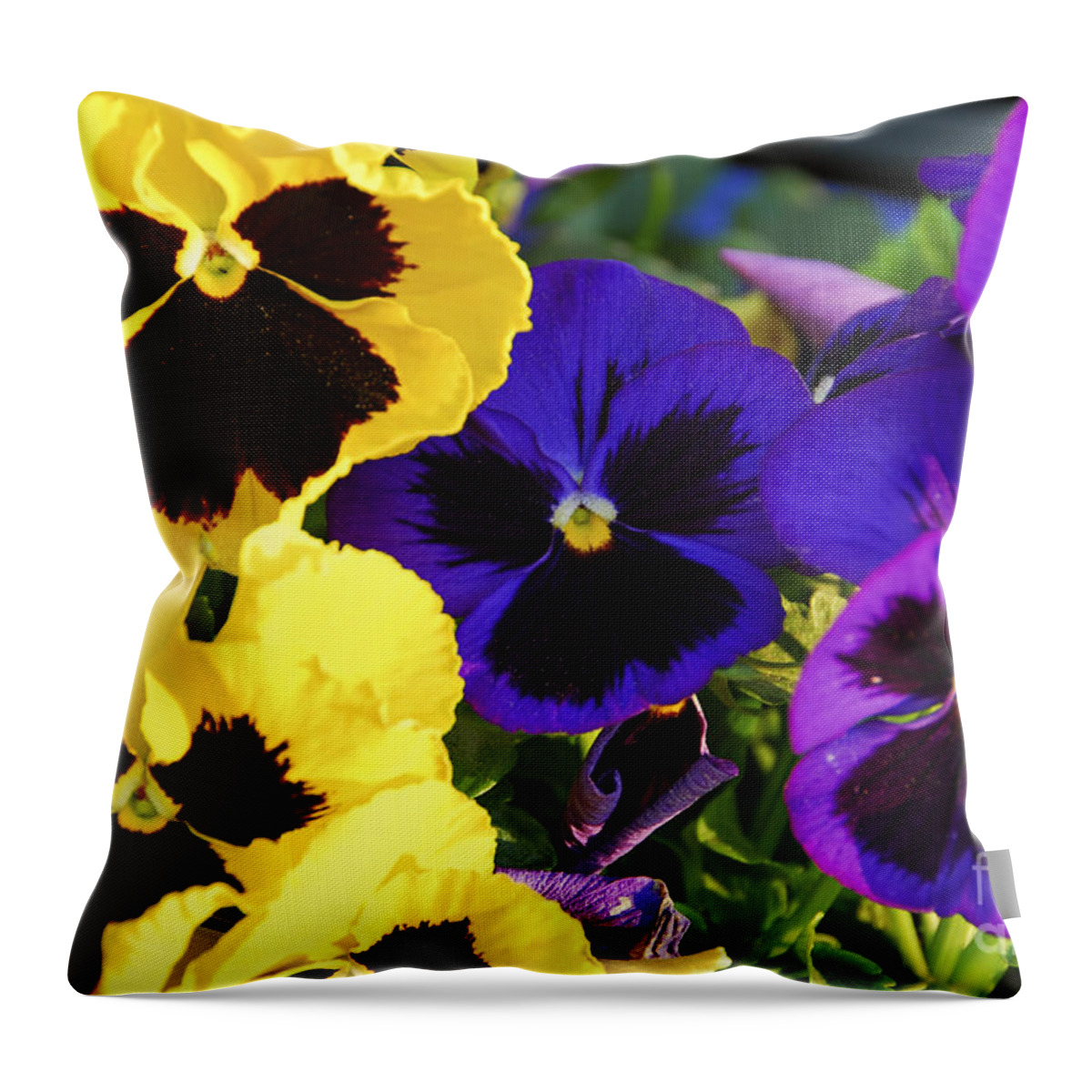 Pansies Throw Pillow featuring the photograph Pansies 2 by Elena Elisseeva