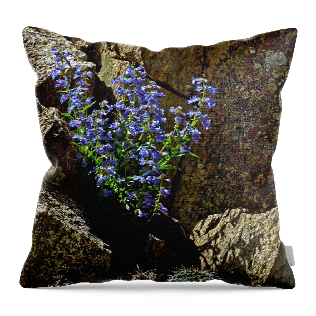 Wildflower Photography Throw Pillow featuring the photograph Persistence #1 by George Tuffy