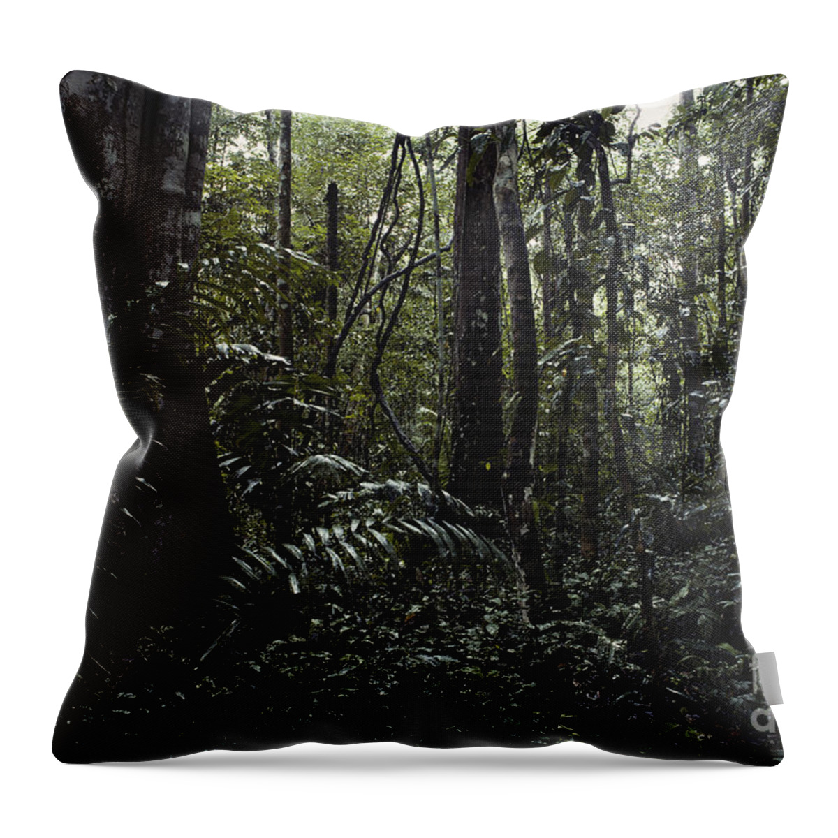 Tropical Rainforest Throw Pillow featuring the photograph Peruvian Amazon #2 by Gregory G. Dimijian, M.D.