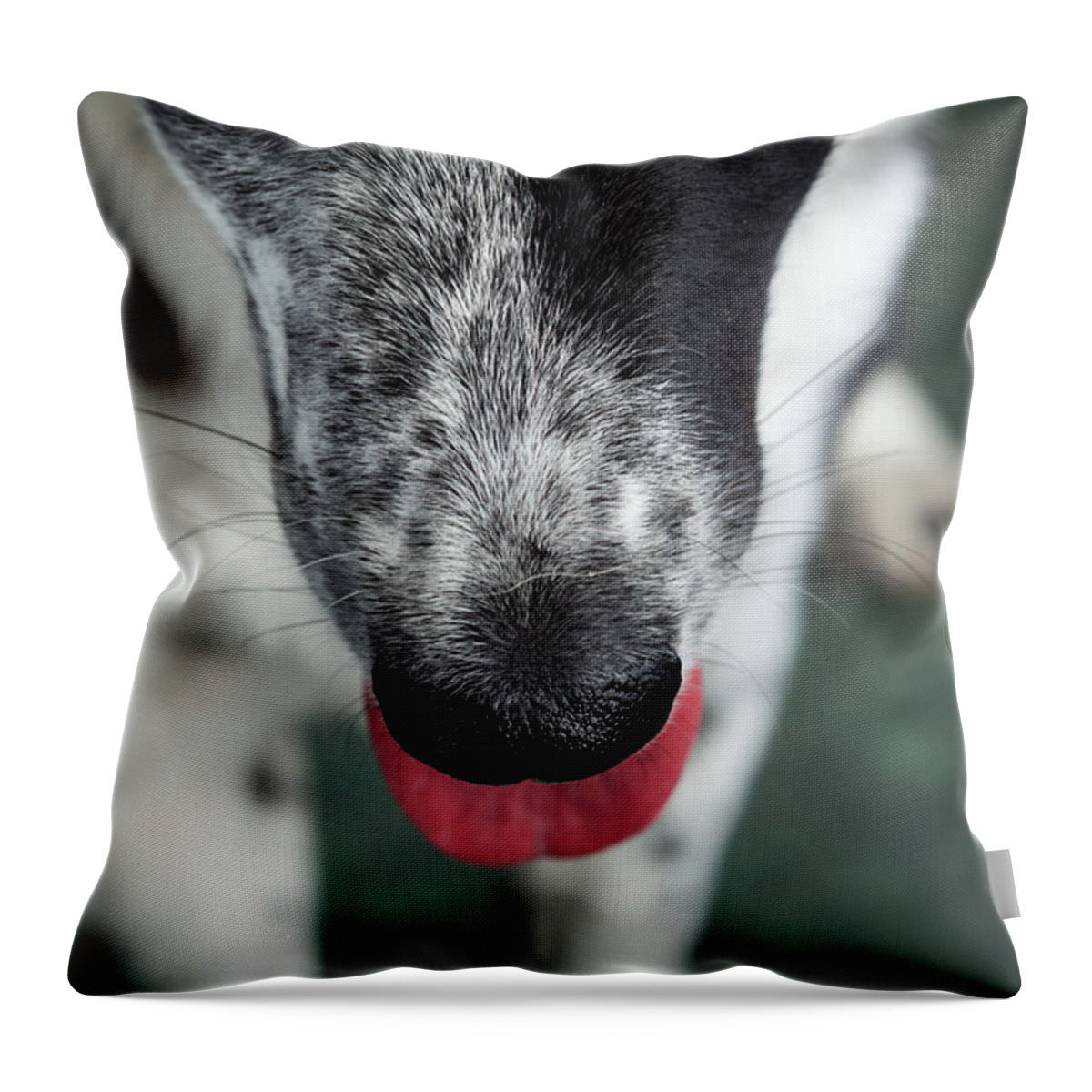 Photography Throw Pillow featuring the photograph Portrait Of Border Collie Mix Dog #2 by Animal Images