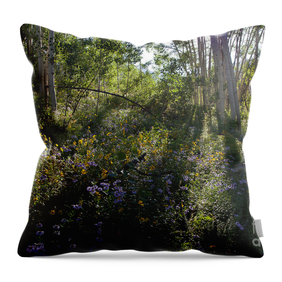 Quaking Aspen Throw Pillow featuring the photograph Quaking Aspen Woodland #2 by Greg Dimijian