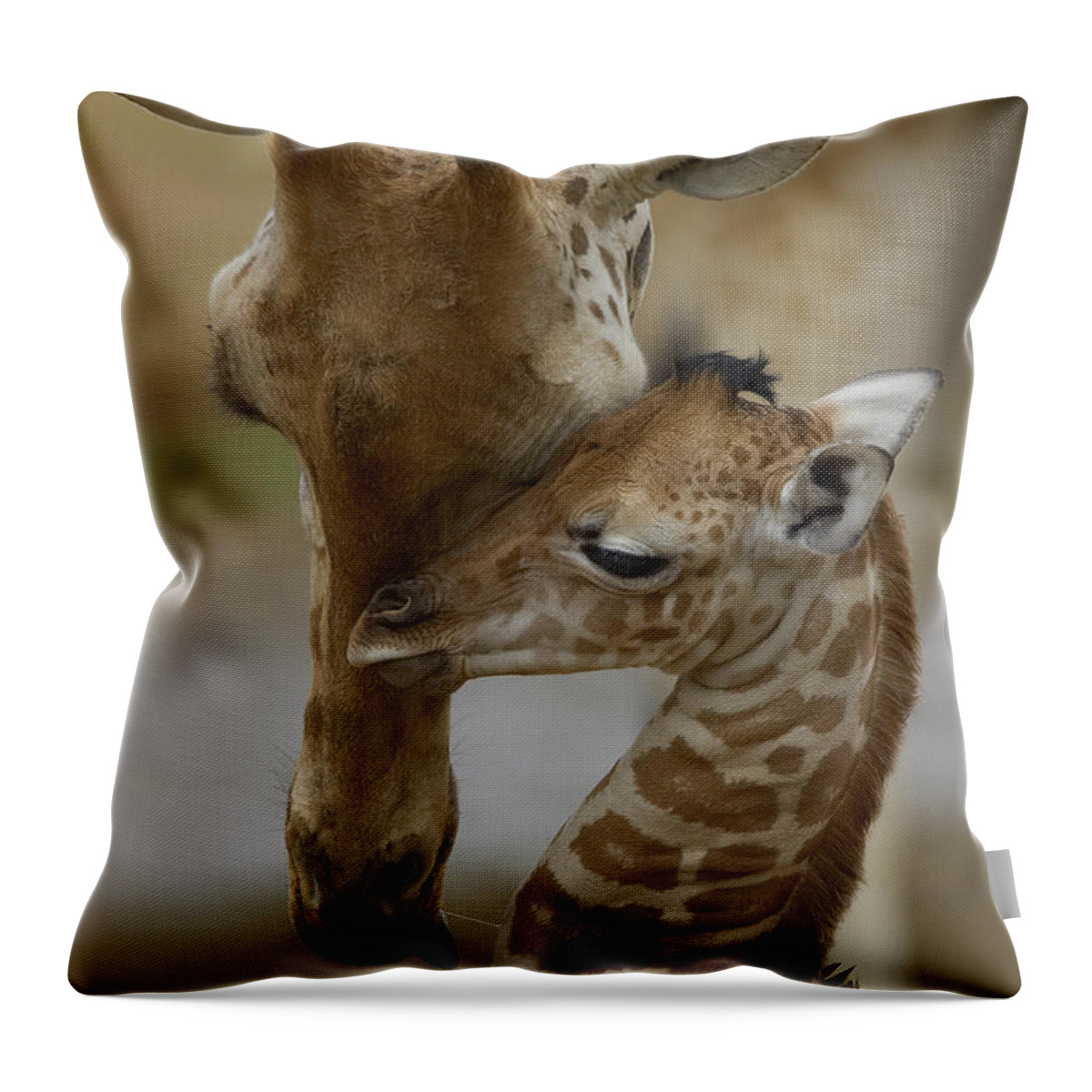 00119300 Throw Pillow featuring the photograph Rothschild Giraffes Nuzzling by San Diego Zoo