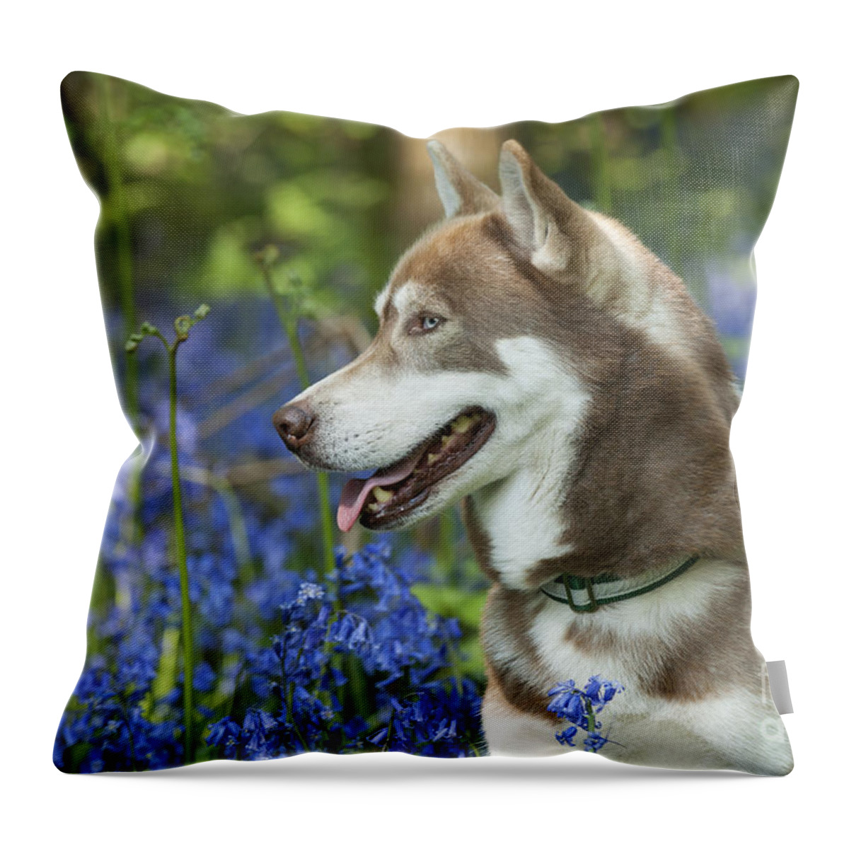 Dog Throw Pillow featuring the photograph Siberian Husky In Bluebells #2 by John Daniels