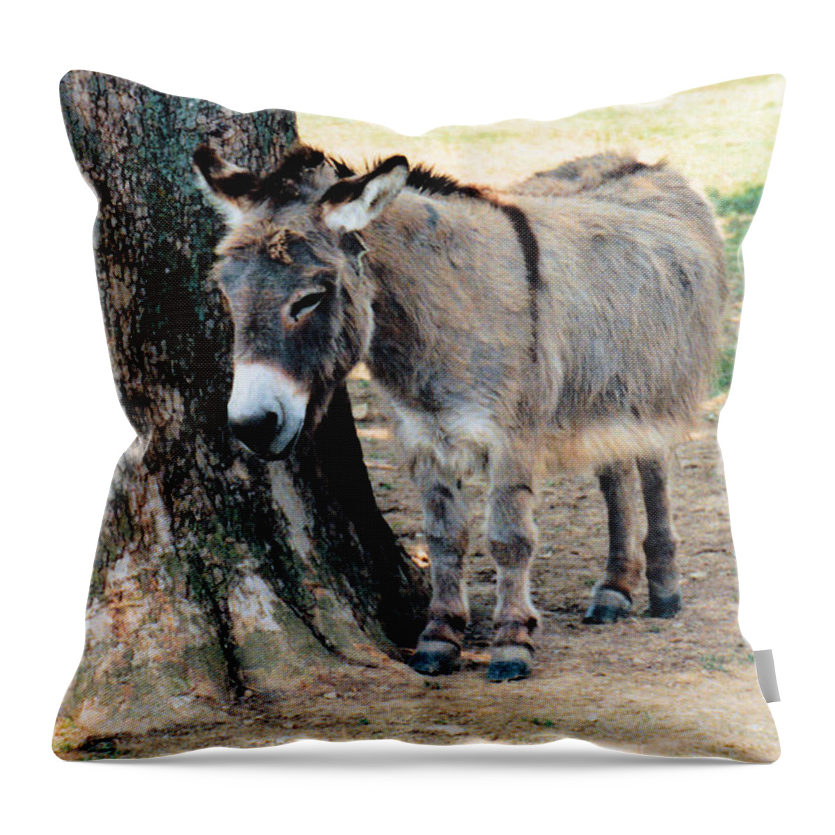 Animals Throw Pillow featuring the photograph Sleepy Sardarian by Jan Amiss Photography