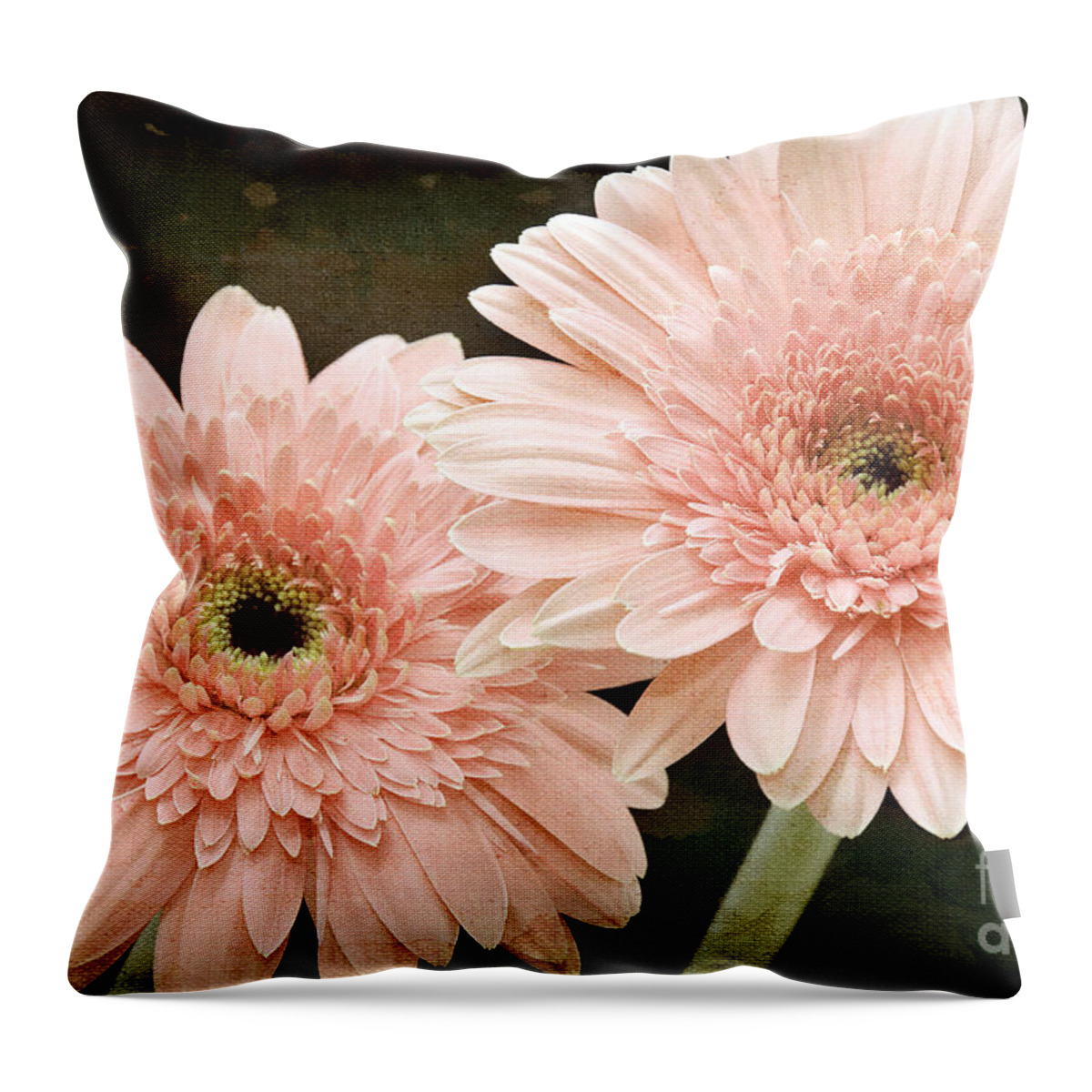 Gerber Throw Pillow featuring the photograph 2 Soft Pink Painterly Gerber Daisies by Andee Design