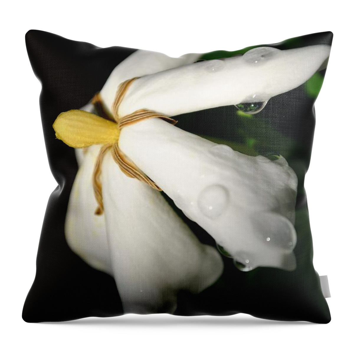 Gardenia Throw Pillow featuring the photograph Sun Kissed Gardenia #2 by Kelly Nowak