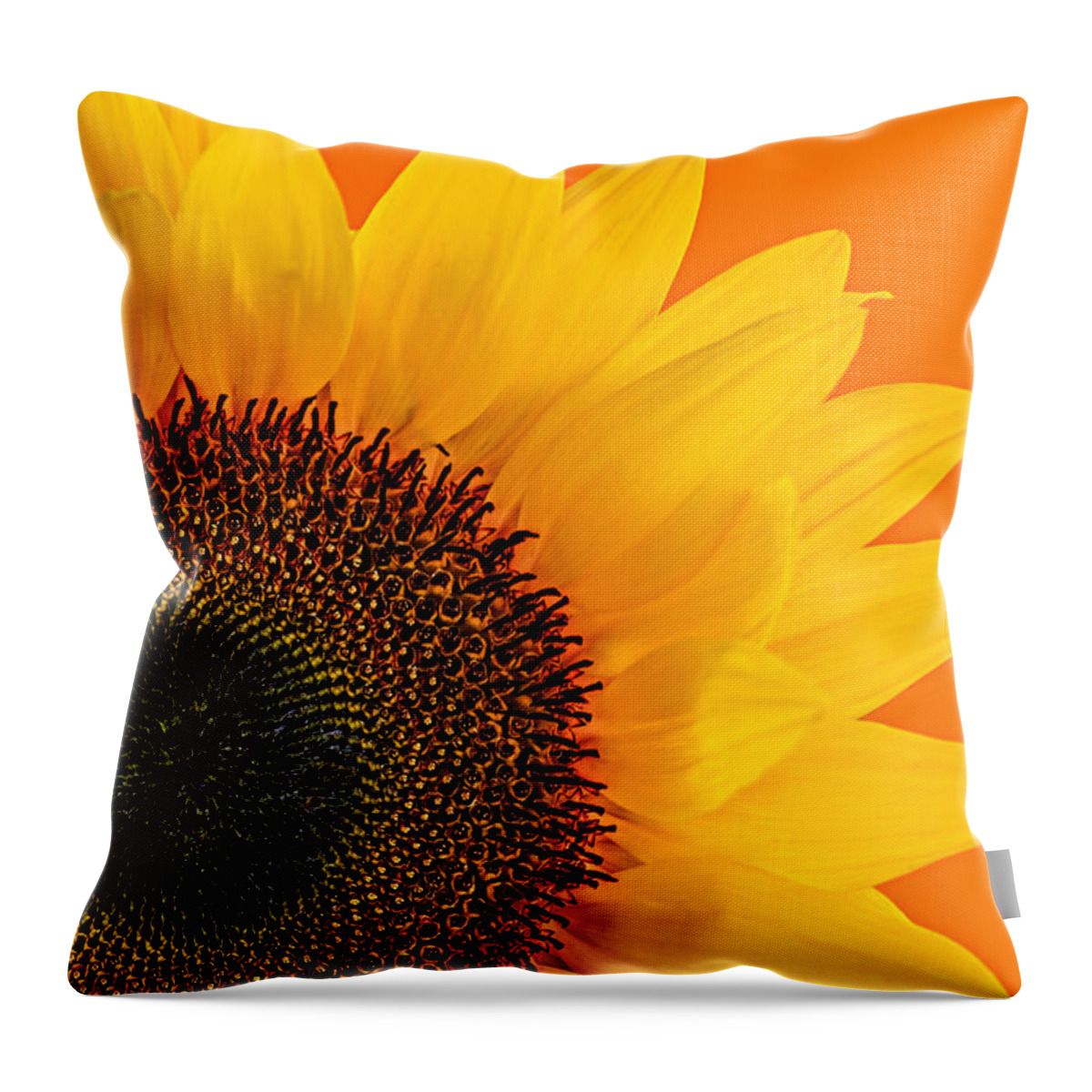 Sunflower Throw Pillow featuring the photograph Sunflower closeup 2 by Elena Elisseeva