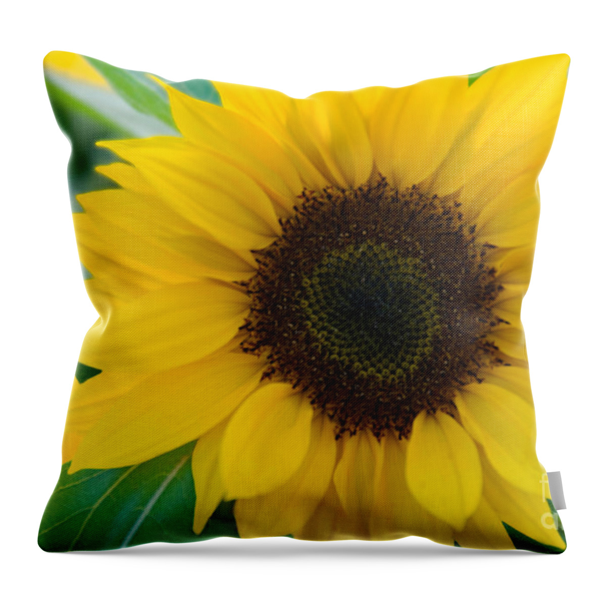 Flower Throw Pillow featuring the photograph Sunflower #2 by Richard and Ellen Thane