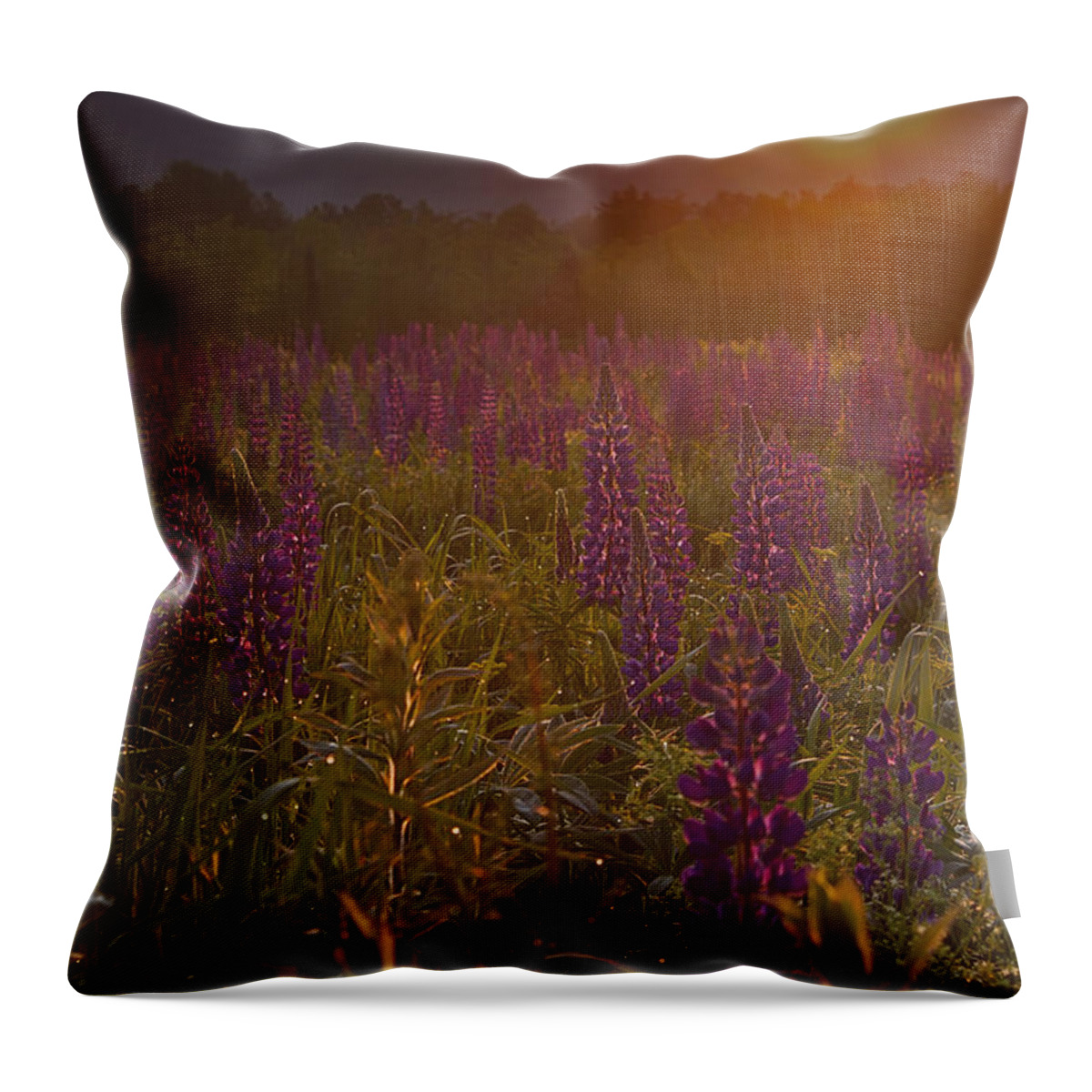 Sunrise Throw Pillow featuring the photograph Sunrise Over a Field of Lupines #2 by John Vose