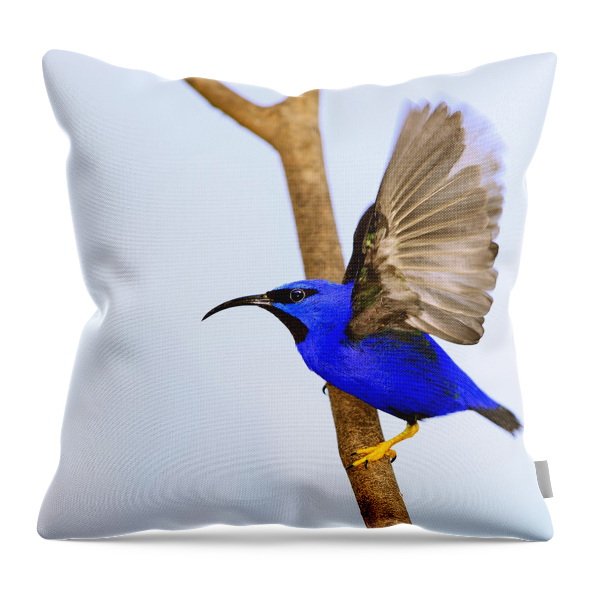 Purple Honeycreeper Throw Pillow featuring the photograph Up #3 by Tony Beck