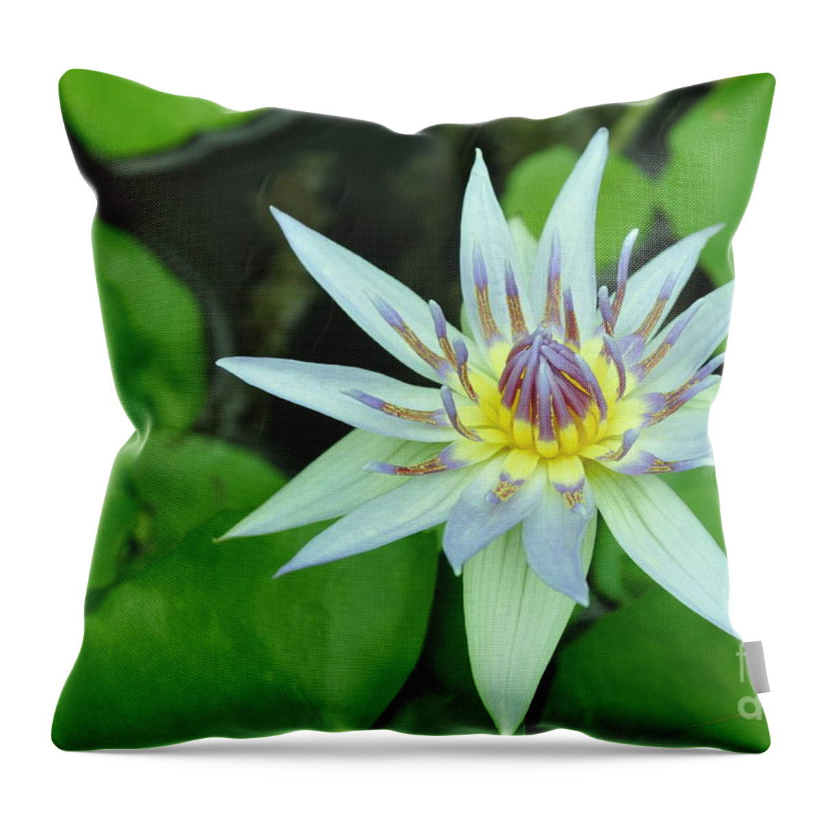 Water Lillies Throw Pillow featuring the photograph Water Lily 3 by Allen Beatty