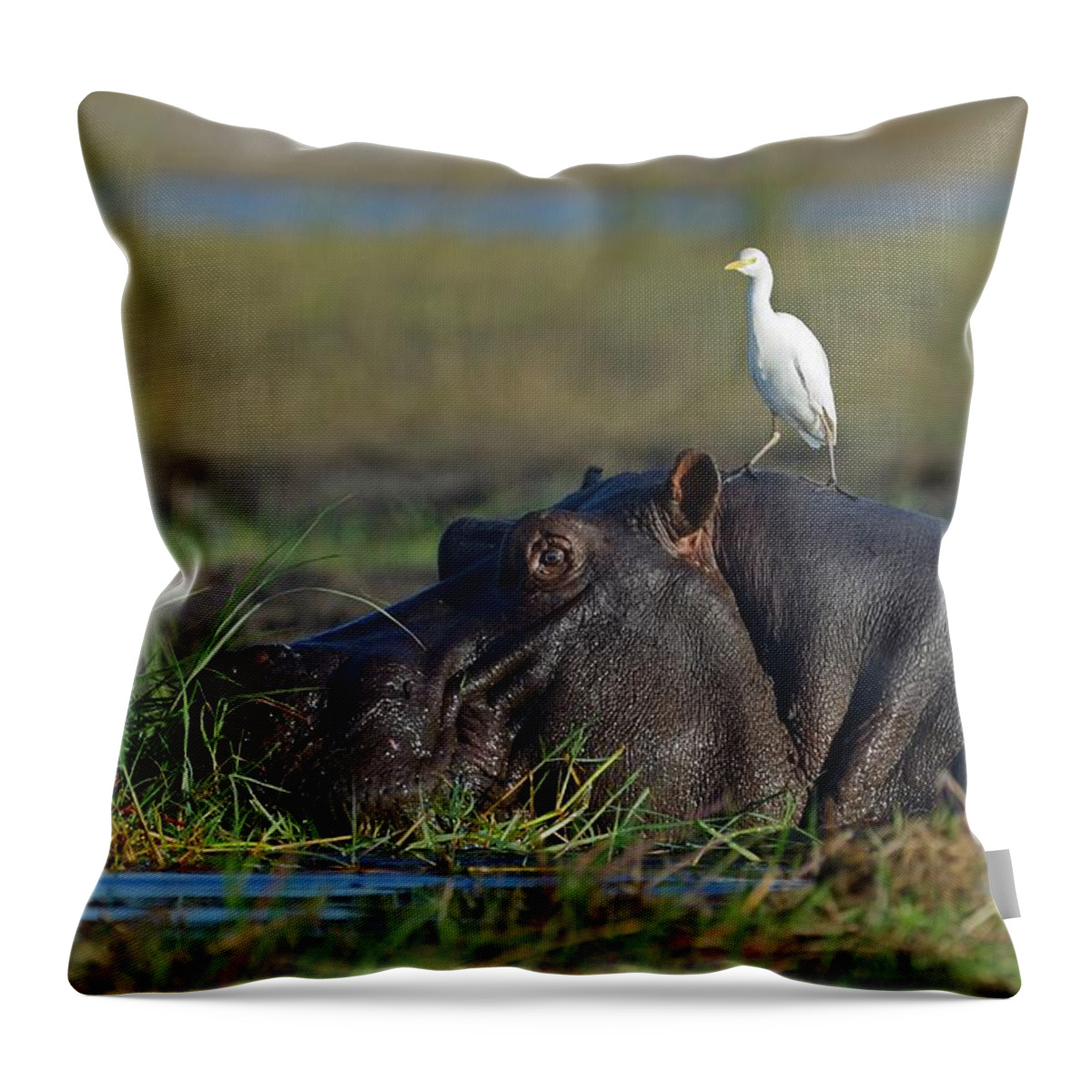 Botswana Throw Pillow featuring the photograph Wildlife Of Chobe Natiobal Park #2 by Winfried Wisniewski