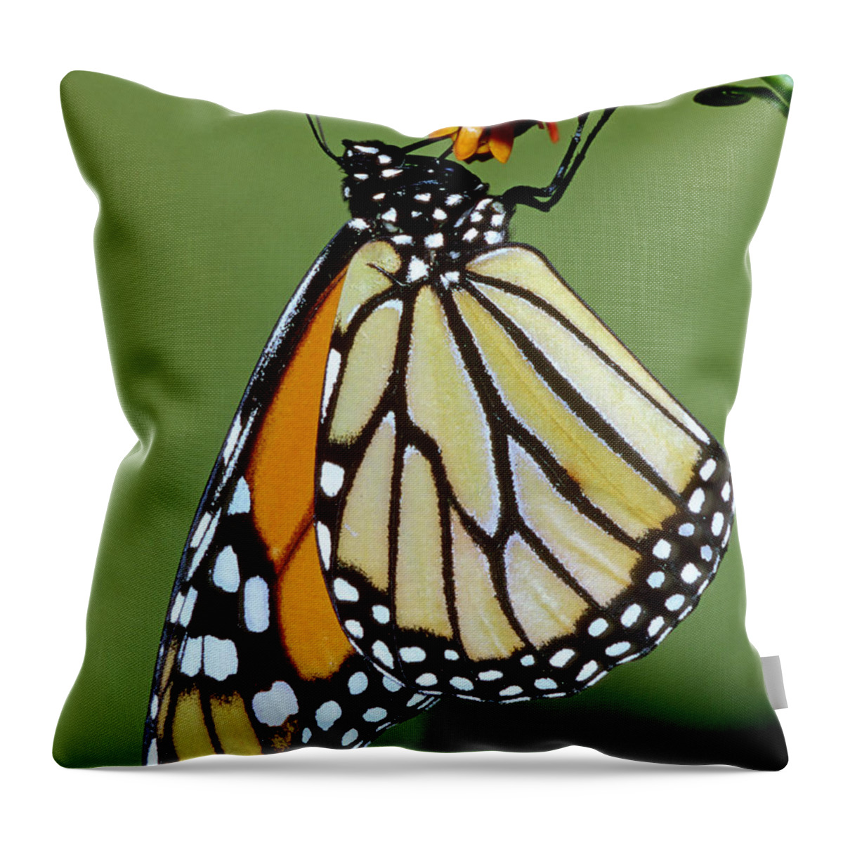 Monarch Butterfly Throw Pillow featuring the photograph Monarch Butterfly #23 by Millard H. Sharp